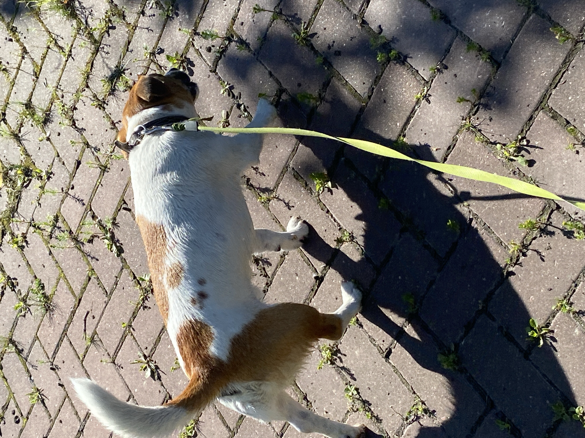 A medium shot captures a Jack Russell Terrier on a brick pathway under dappled sunlight. The dog, predominantly white with brown patches on its head and hindquarters, is facing right, its tail curved upwards and its body in motion. A lime green leash extends from its collar, trailing across the pathway. The pathway is constructed of rectangular bricks laid in a herringbone pattern, with small weeds growing between the cracks. Shadows from the dog and the unseen photographer are cast across the bricks. The scene appears to be outdoors, possibly in a park or garden area within Saint Petersburg, Russia, suggested by the commonality of such pathways in urban green spaces in the city.