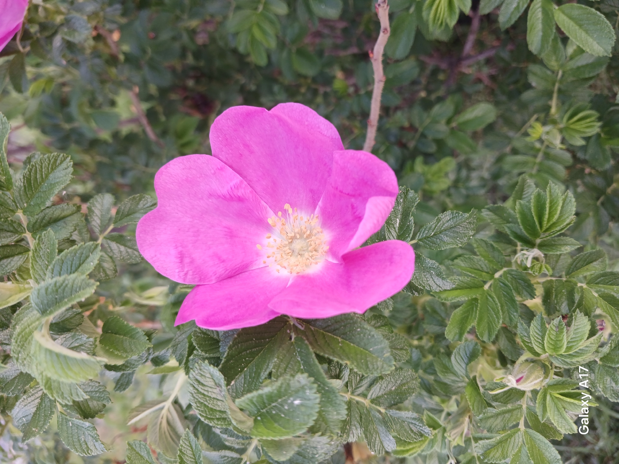 A close-up, eye-level photograph shows a pink, five-petaled flower with yellow stamens, centered and in focus, surrounded by a background of green leaves. The leaves are pinnately compound, with serrated edges. The flower is likely a type of rose, possibly Rosa rugosa, judging by the leaf structure and flower shape. The photograph has a slight depth of field. A "Galaxy A17" watermark is visible in the bottom right corner of the image. Based on the provided information, the location is specified as Yekaterinburg, Russia. The photo appears to be taken in a garden, park or other outdoor area with the rose plant growing within it.