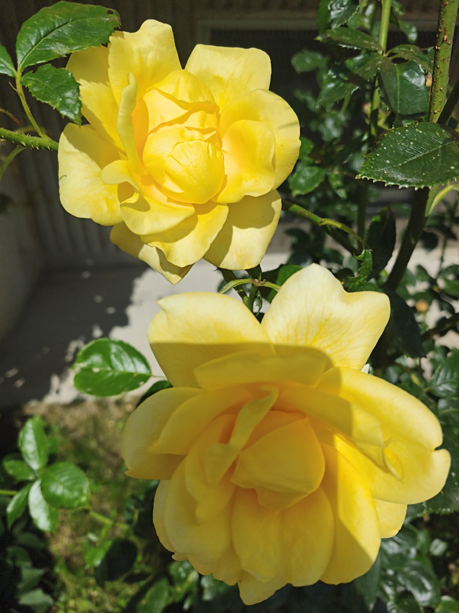 The image displays a close-up view of two vibrant yellow roses on a rose bush. The roses are in bloom, with multiple layers of petals. Green leaves and thorny stems are visible, indicating they are outdoors. The background is somewhat blurred, showing hints of a building or fence and grassy ground, with dappled sunlight creating shadows. There is no indication of a specific location within Tallinn, Estonia. The scene is a natural outdoor setting focused on the flora.