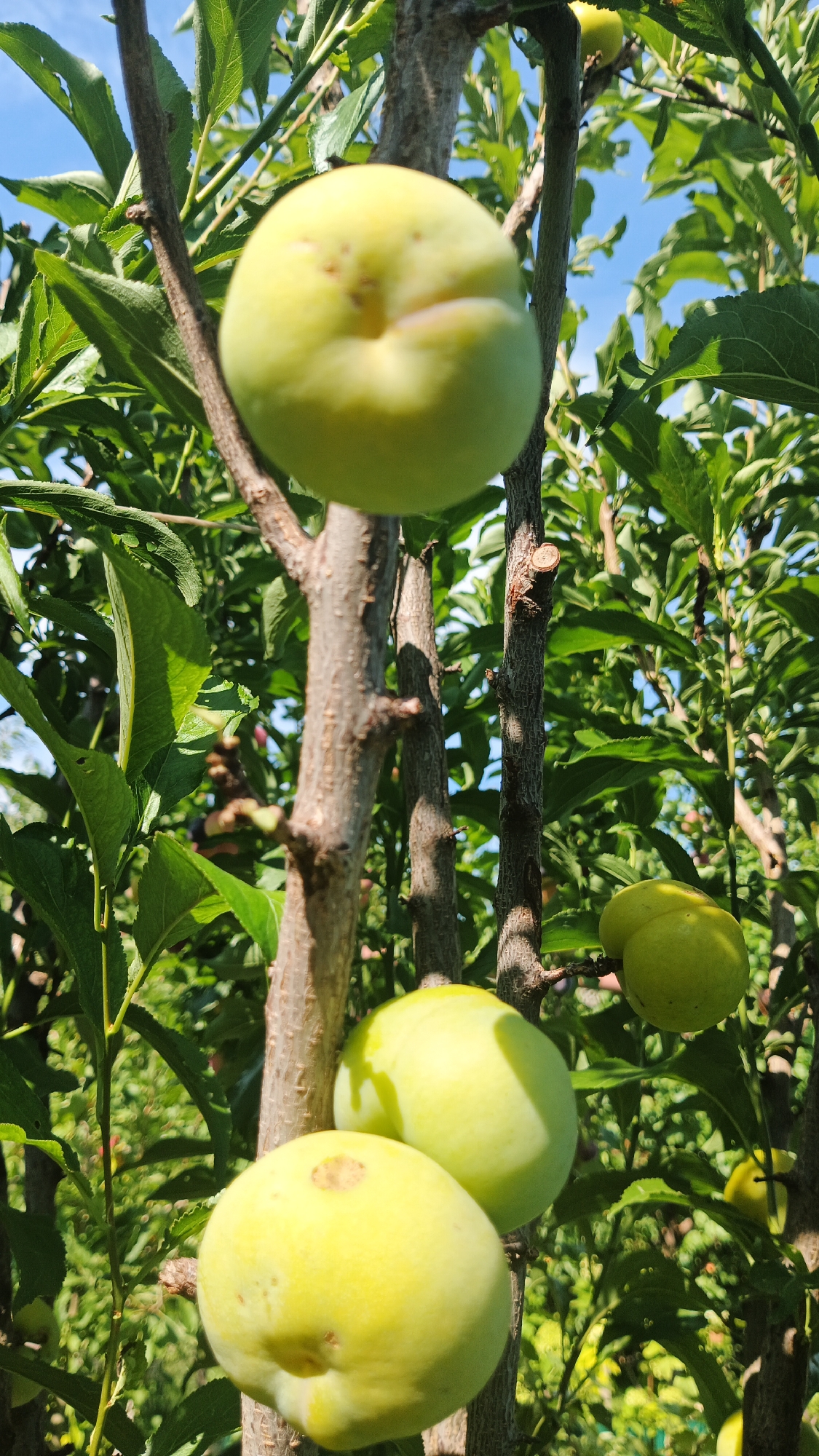 An outdoor, vertical, close-up shot shows several unripe, green plums growing on a tree. The plums are round to oval with a smooth skin, and some show slight discoloration or imperfections. They are attached to thin, brown branches with rough bark, surrounded by vibrant green leaves. The background consists of more foliage and a bright blue sky, indicating it is daytime and sunny. The setting appears to be a garden or orchard, possibly in the city of Kryvyi Rih, Ukraine, given the context. There are no people or animals visible in the image.