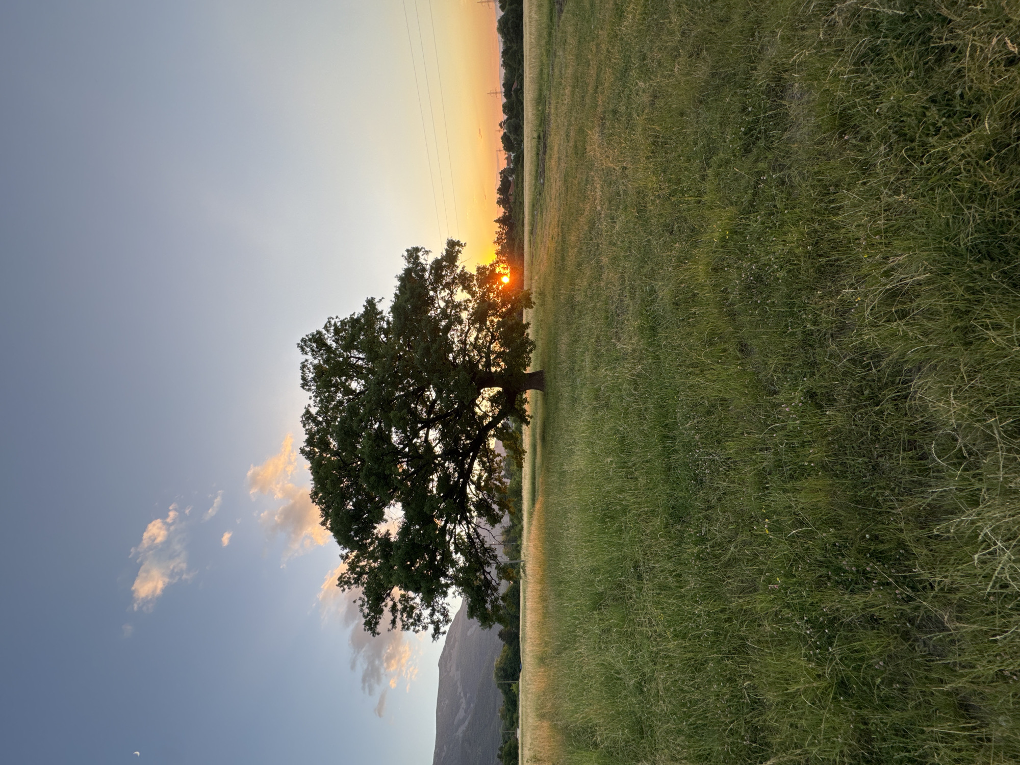 An outdoor, low-angle, full shot captures a lone, mature oak tree standing in a vast, grassy field during sunset. The sun, partially obscured by the tree's foliage, casts a warm, orange glow across the sky and illuminates the field with golden light. In the distance, a mountain range is visible on the left, while a line of trees and power lines mark the horizon on the right. The sky is a gradient of blue and orange, with a crescent moon and wispy clouds present. The field itself is covered in tall, green grass with scattered wildflowers. The scene is peaceful and serene, evoking a sense of natural beauty and tranquility. The image's specific location in Sofia, Bulgaria, is not apparent from the visual cues presented in the photograph.