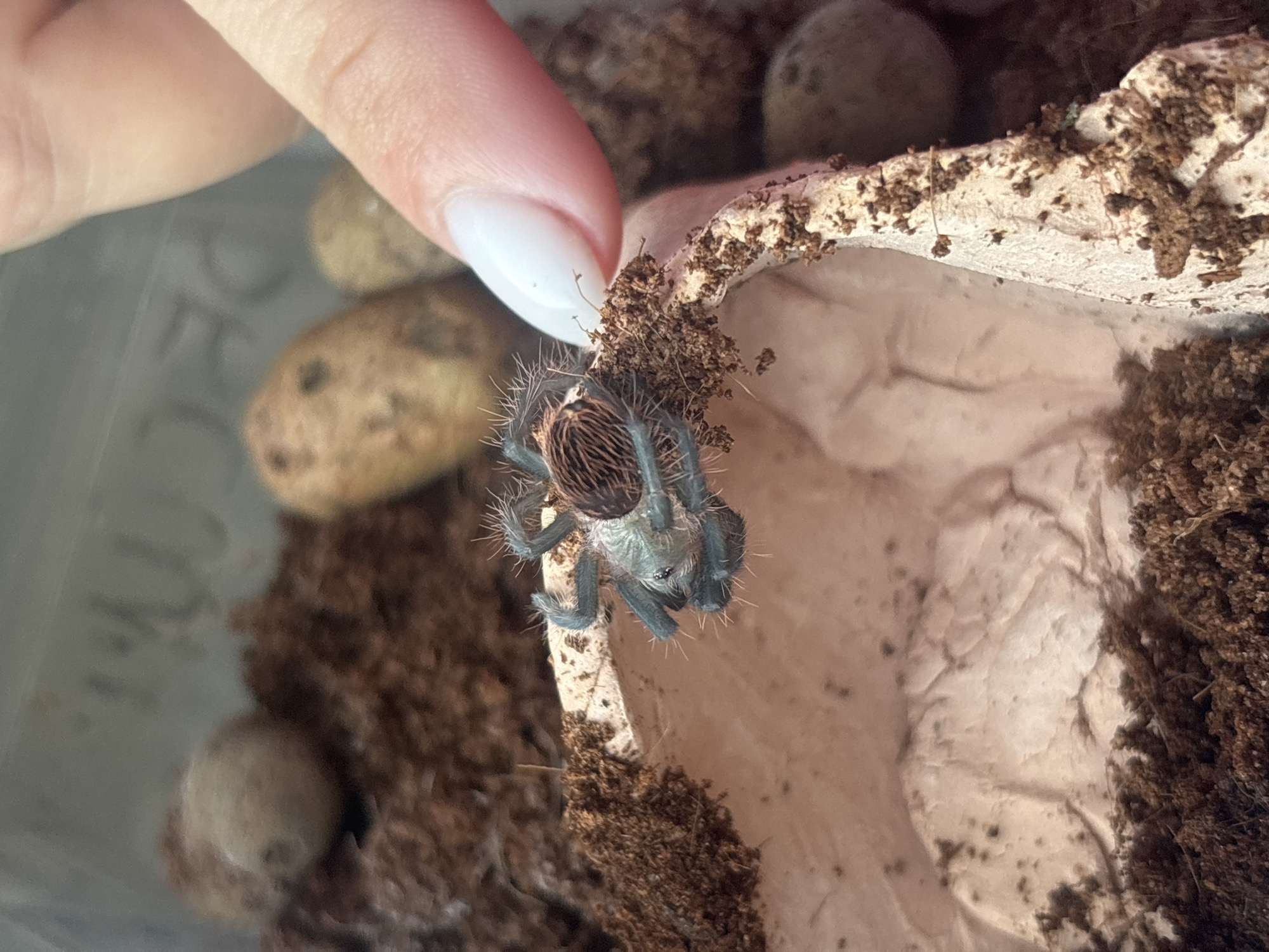 A close-up photograph shows a small tarantula with blue legs and a brown and black abdomen perched on the edge of a hollow object, potentially a piece of cork bark or similar material. The background consists of loose, dark-colored soil. A human finger with a manicured nail touches the edge of the object near the tarantula. Several spherical objects, possibly eggs or stones, are scattered on the soil in the background. The photo appears to be taken indoors, likely within an enclosure designed for keeping tarantulas. There is no information in the image to indicate it was taken in Chaikovsky, Russia.