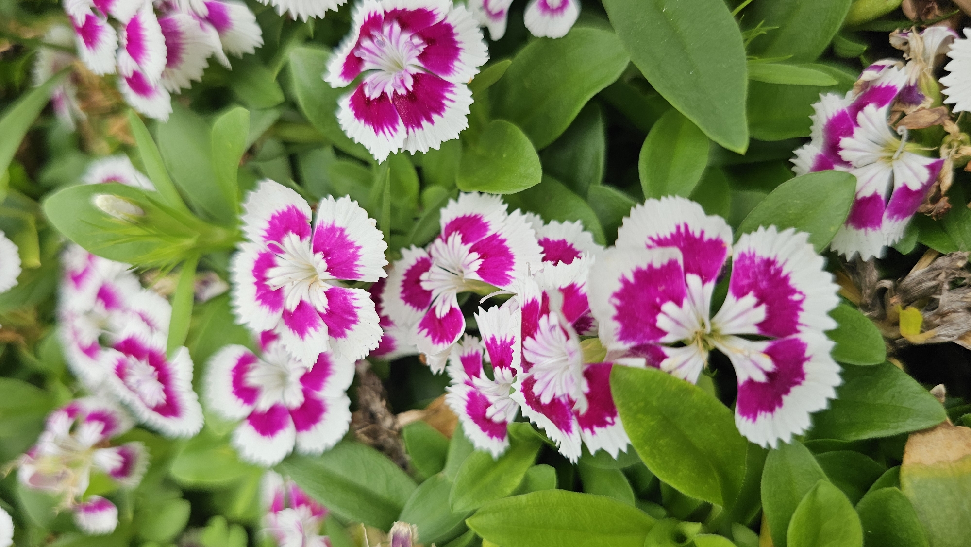 The image displays a close-up view of a cluster of dianthus flowers, characterized by their distinctive white petals edged with a vibrant magenta hue. The flowers are interspersed with lush green foliage. The scene is captured outdoors, with a shallow depth of field that blurs the background and emphasizes the intricate details of the blossoms. No people are visible in the image. The overall impression is one of natural beauty and vibrant color. The image appears to have been taken in Asan-si, South Korea, where such floral displays are common in gardens and public spaces.