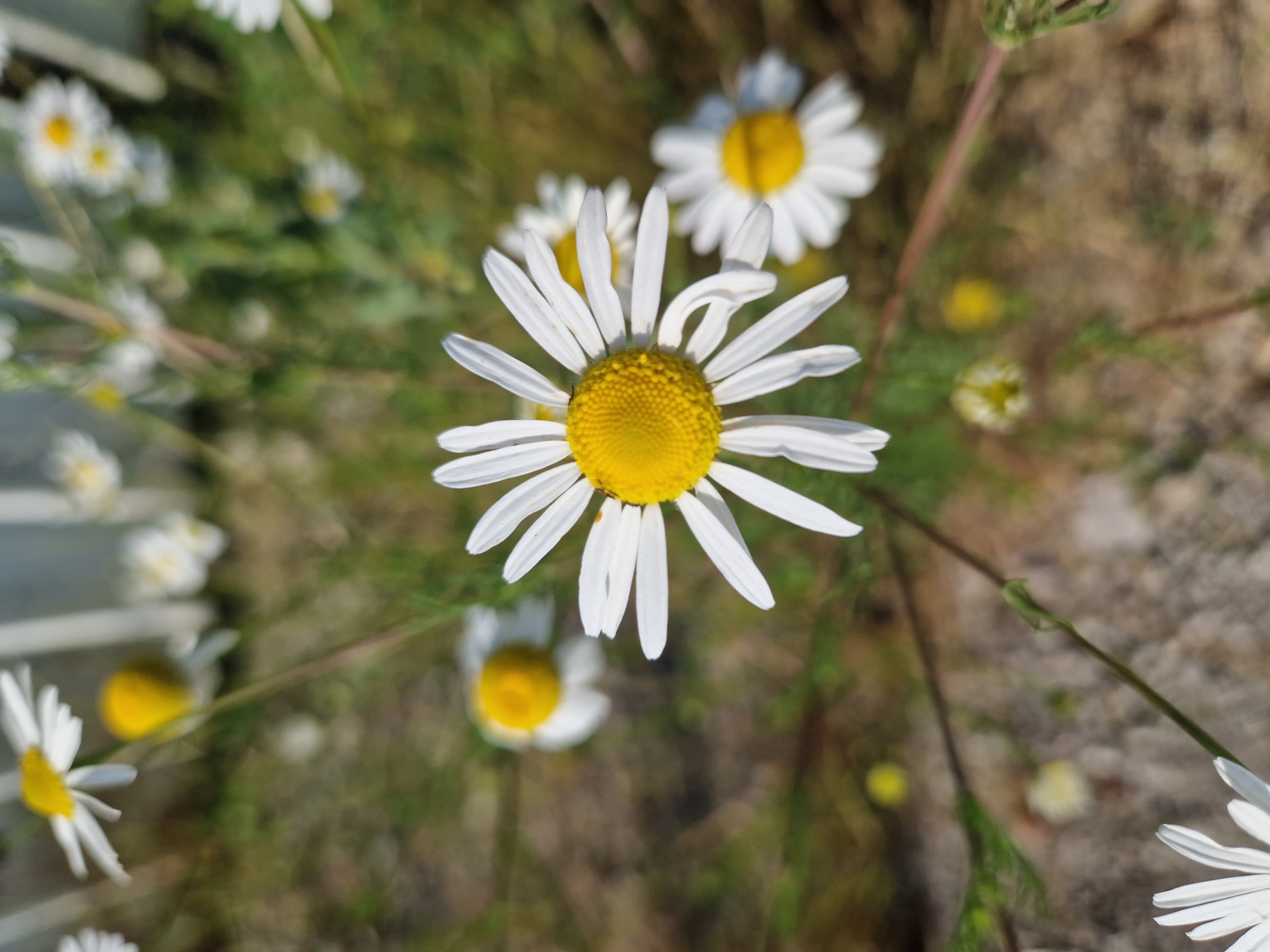 The image shows a close-up view of several daisies in bloom, with a focus on one in the foreground. The daisies have white petals and yellow centers. The background is blurred, showing more daisies, green foliage, and a white fence. The scene appears to be outdoors in a natural setting, possibly a garden or park. There is no indication of Sofia, Bulgaria, or any specific location. The image is a static shot of flowers.