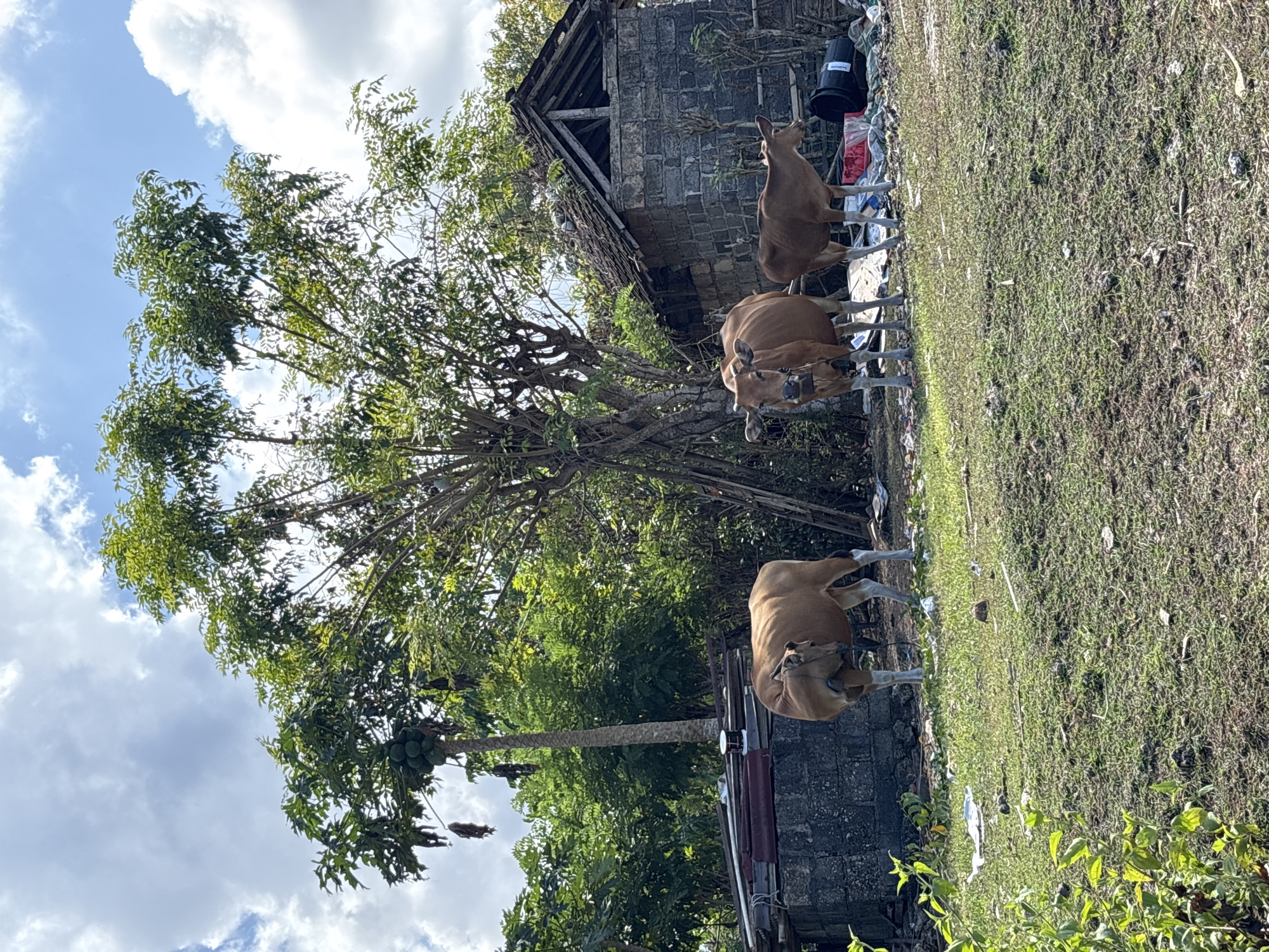 This outdoor photograph, set in Kuta Selatan, Indonesia, captures a scene with three light brown cows standing on a grassy patch. The image is oriented vertically, showing a bright blue sky with scattered white clouds at the top.
In the foreground and midground, three medium-sized cows are visible. Two cows stand closer to the left, and one is further back towards the right side of the frame. They appear to be resting or grazing on the sparse green grass. The ground around them shows some scattered debris, including plastic items.
Dominating the left and center of the frame is a large, leafy tree with dense green foliage, its branches extending towards the sky. On the far left, a tall, slender tree laden with green, round fruit, likely papayas, stands prominently.
Behind the cows on the right, there is a dilapidated stone or concrete structure with a visible wooden roof frame, appearing weathered or abandoned. Near this structure, a black bucket with some indistinct white text, possibly "TOP C," is visible amongst other refuse. The overall setting suggests a semi-rural or undeveloped area with signs of human activity and nature coexisting. The bright lighting indicates it is daytime, likely under sunny conditions with some cloud cover.