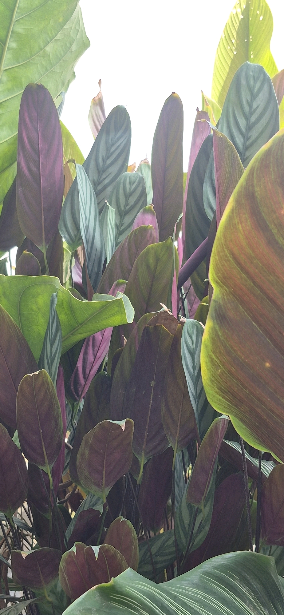 The image shows a dense cluster of tropical plants, likely a Calathea or Maranta variety, with large, lance-shaped leaves. The leaves display a striking color palette, ranging from deep purples and maroons on the undersides to variegated patterns of green, silver, and lighter purples on the topsides. Sunlight filters through the foliage, creating highlights and shadows and illuminating the translucent veins of some leaves. The background is a bright, blown-out white, suggesting an overexposed sky or artificial light source. There are no people or discernible human elements in the scene. The location is described as the city of Tebing Tinggi, Indonesia, which is a region known for its tropical climate and lush vegetation.