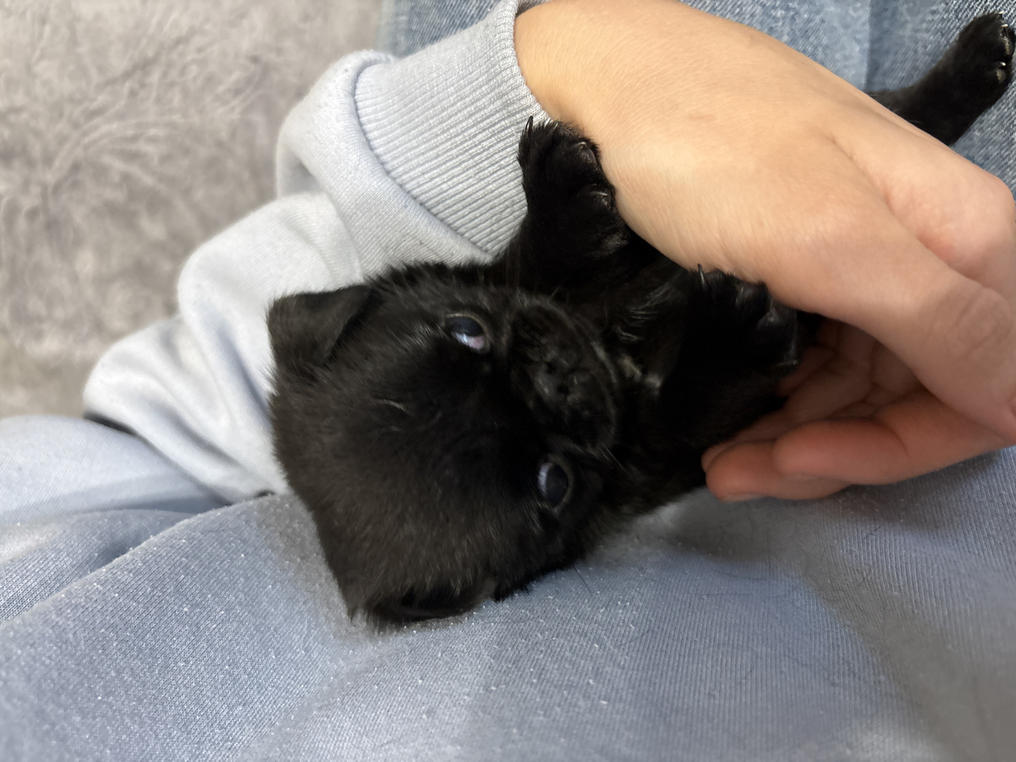 A person's hand gently holds a tiny black puppy, which is nestled in light blue fabric, possibly a blanket or clothing. The puppy's eyes are wide open, and its fur is short and dark. The scene is close-up, focusing on the puppy and the hand, suggesting an intimate moment of care or play. The fabric appears soft and slightly textured, with some light-colored fuzz or lint visible on its surface. The lighting is soft and diffused, creating a warm and gentle atmosphere. The overall impression is one of tenderness and affection between the person and the puppy. No text is visible in the image.