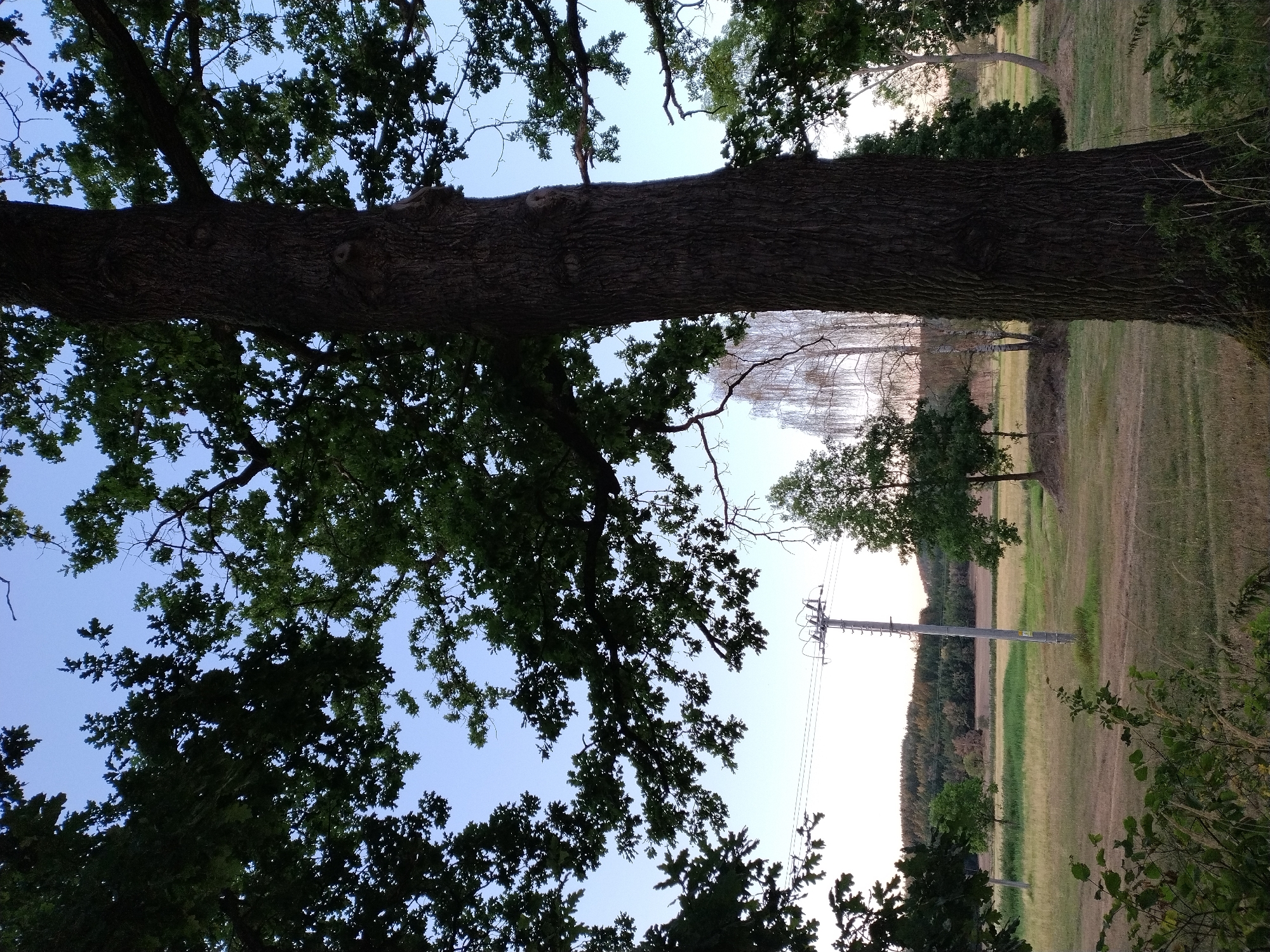 The image is a landscape photograph taken outdoors in Dobev, Czechia. A large, mature oak tree with dark, textured bark dominates the foreground on the right side of the frame, with its branches and green leaves silhouetted against a clear, pale blue sky. To the left, more of the oak tree's foliage is visible, as well as the sky. In the middle ground, a utility pole with wires and insulators stands in a grassy field. Beyond the pole, there is a gently rolling landscape with fields and trees. A line of trees forms a dark, forested edge along the horizon in the distance. The lighting suggests it is either early morning or late evening, with the sun low in the sky. There are no people or animals visible in the image.
