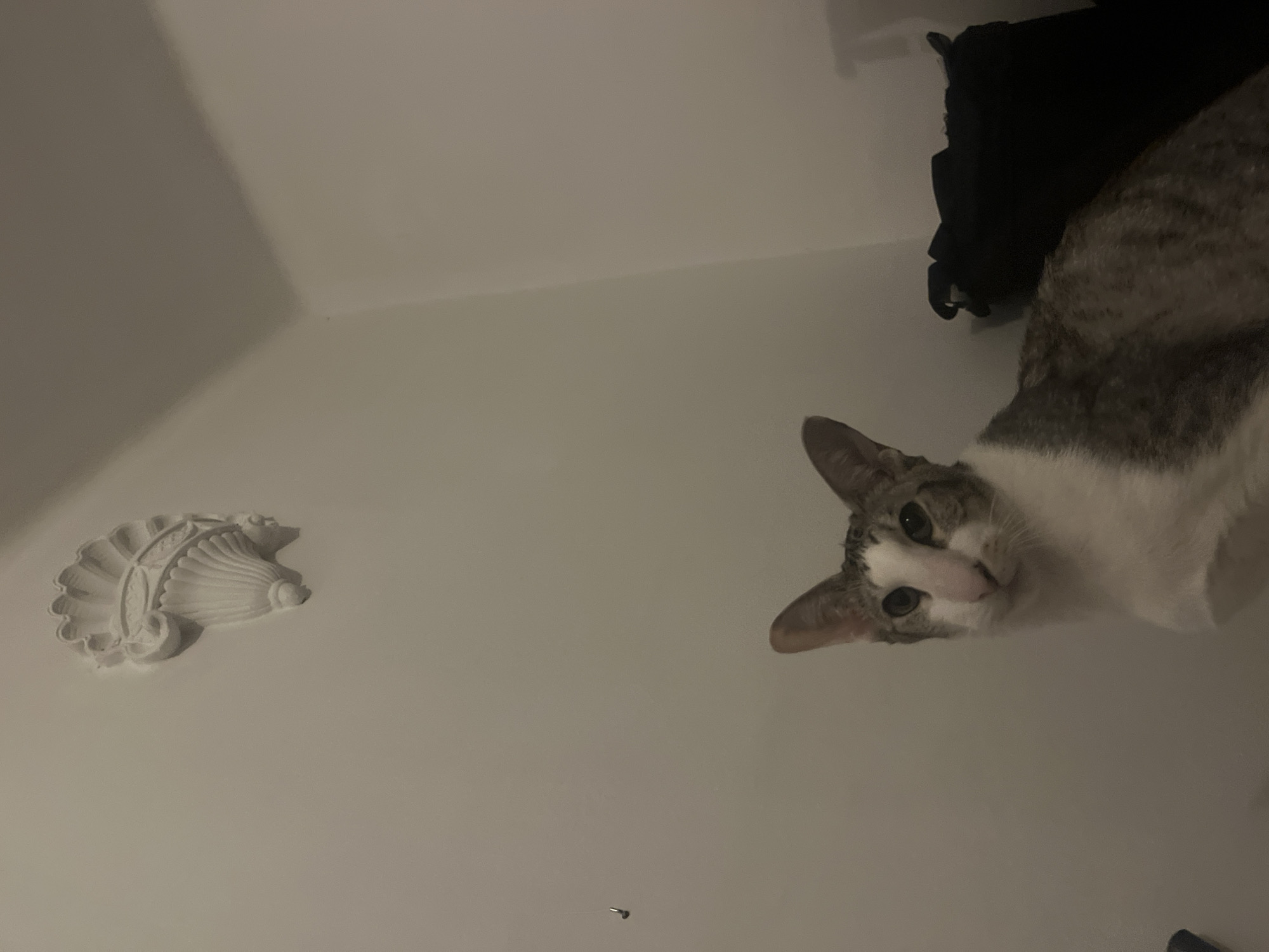 A domestic cat with grey tabby stripes and white fur is positioned in the upper right quadrant of the frame, looking directly downwards with a curious expression. Its head is tilted slightly, showing its wide eyes and pink nose. The cat's body, primarily grey and white, is partially visible. The background consists predominantly of plain white walls, indicating an indoor setting.
In the mid-left area of the image, a white, shell-shaped decorative wall applique is mounted on the wall. A dark, possibly black, object—perhaps a bag or folded fabric—is partially visible at the top center, near the cat's upper body. The camera angle is from below, looking upwards at the cat. The lighting is soft and even, characteristic of an indoor environment without direct harsh light. There is no visible text. The white walls and classical decorative element could be consistent with architecture found in Barcelona, Spain.