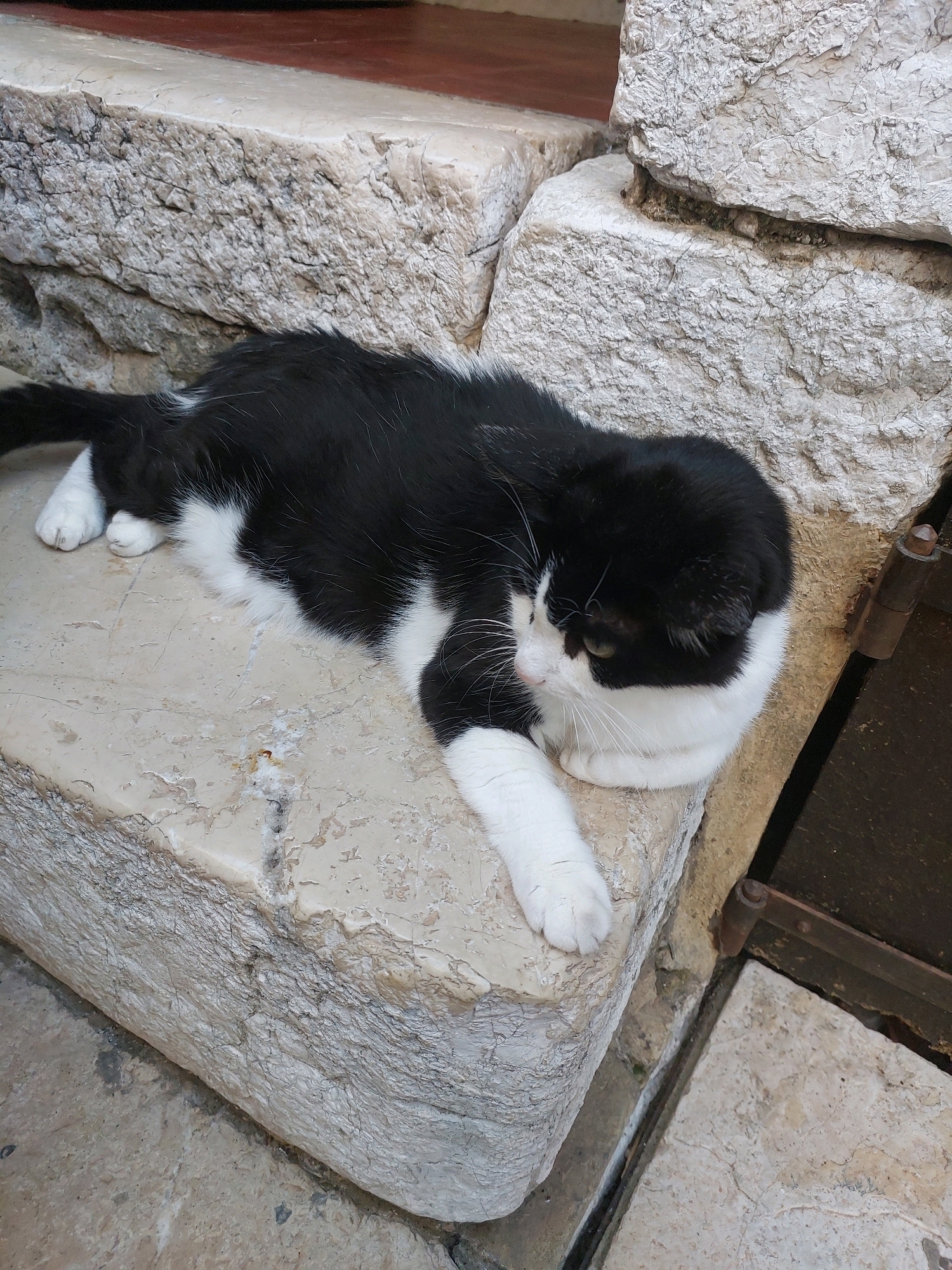 A black and white cat is resting on a stone step in a narrow alleyway in Saint-Paul-de-Vence, France. The cat is lying on its side, with its paws tucked underneath its body. Its fur is short and sleek, and its eyes are partially closed. The stone steps are rough and weathered, and there are cracks and crevices in the rock. The alleyway is dimly lit, and the overall impression is one of quiet repose.