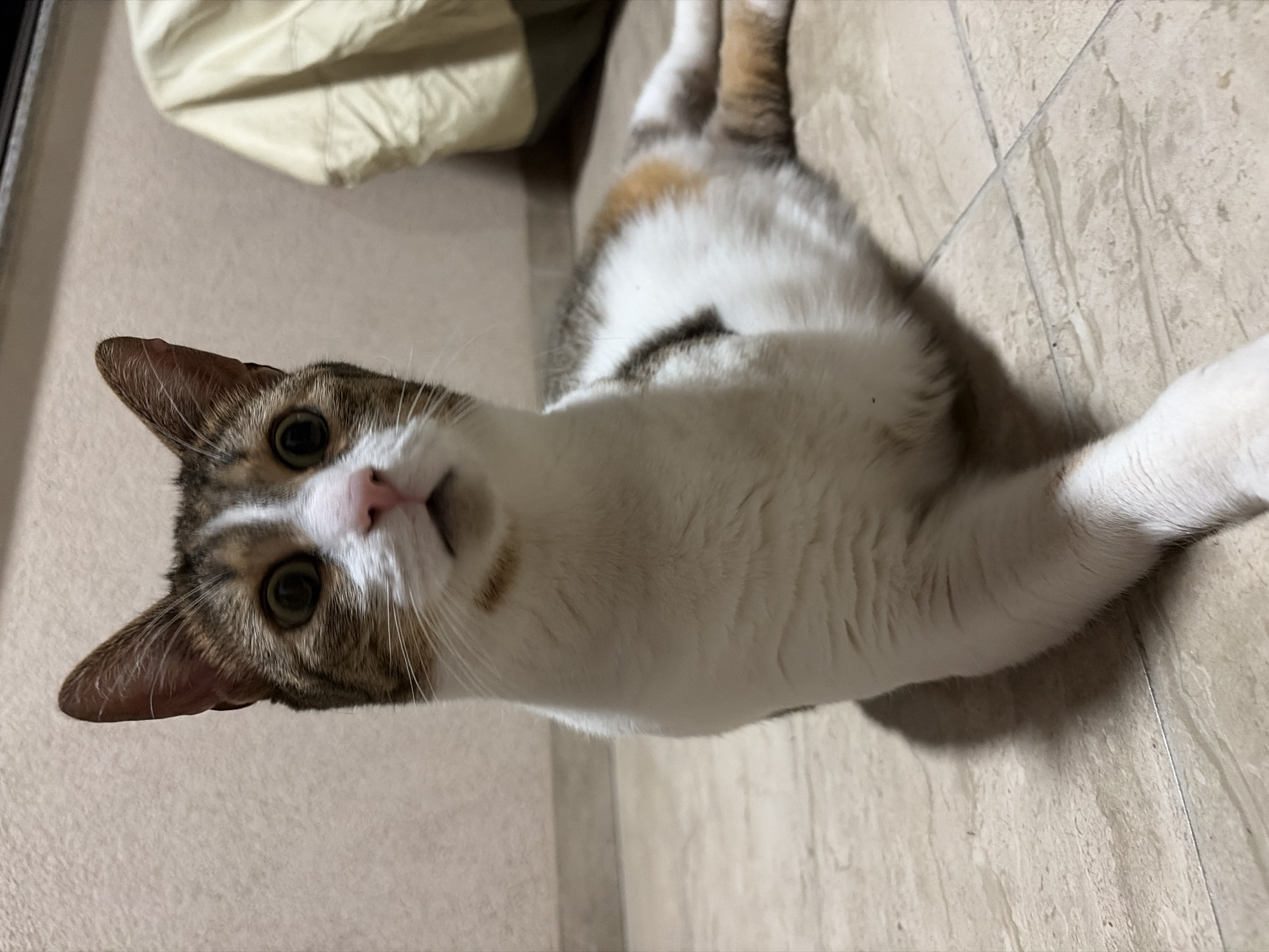 An eye-level, medium shot captures a calico cat lying on a tiled floor. The cat is positioned in the center of the frame, facing the camera with its head slightly tilted. Its fur is a mix of white, brown, and black, with distinct tabby markings on its head and a dark patch on its back. The cat's eyes are wide open and alert, and its pink nose is visible. Its front paws are extended forward, with one paw slightly raised. The background is out of focus, showing a textured wall and a draped object. The lighting is dim, casting a shadow of the cat on the floor. The overall scene is indoors, with the environment suggesting a home or similar domestic setting.