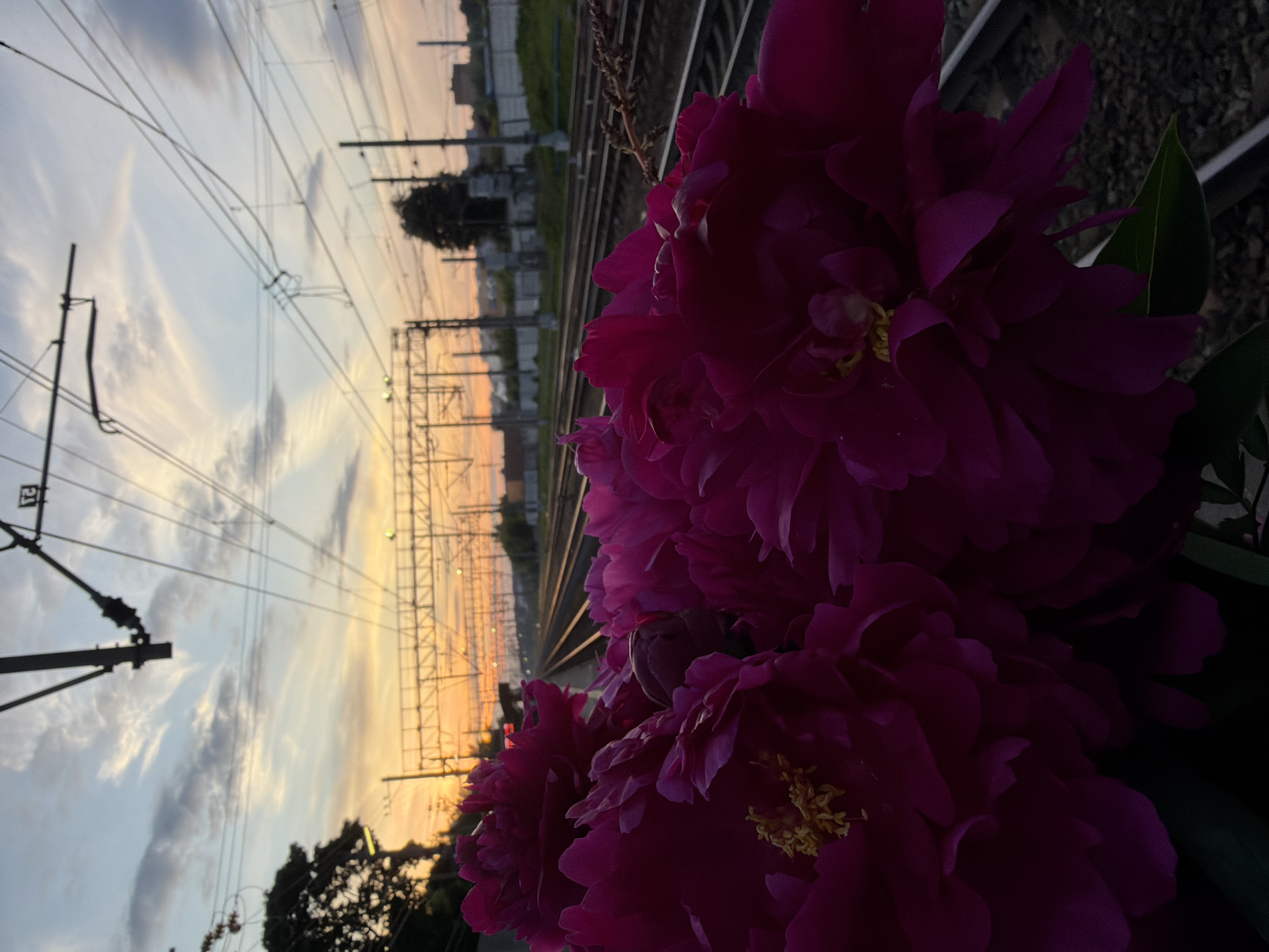 The image depicts a close-up view of vibrant magenta peonies in the foreground, with their petals filling the lower half of the frame. In the background, a railway track stretches into the distance, bordered by a fence and vegetation. Overhead, a complex network of power lines and supporting structures crisscrosses the sky. The sky itself is painted with the warm hues of sunset, featuring streaks of orange, yellow, and pale blue clouds. The scene is devoid of any people or animals. The lighting suggests it is late evening or early morning. Based on visual cues such as the specific type of railway infrastructure and the general landscape, this scene could be located in or around Solnechnogorsk, Russia, a city known for its industrial and transportation networks.