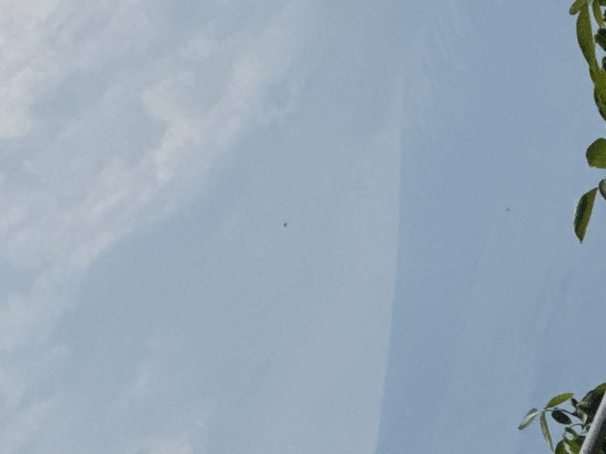 The image displays a bright, light blue sky with scattered white and greyish clouds. In the upper right and lower right corners, green leaves from a plant or tree are partially visible, framing the sky. A subtle, soft vertical line or gradient runs through the middle-right section of the sky, which might indicate a reflection or a structural element. Several very small, dark specks are sparsely distributed across the sky, with one more prominent dark, irregular shape located slightly to the left of the image's center. The additional crops provide closer views of the sky, clouds, dark specks, and the green foliage. The scene appears to be an outdoor daytime shot, likely looking upwards. No activity or visible text is present.