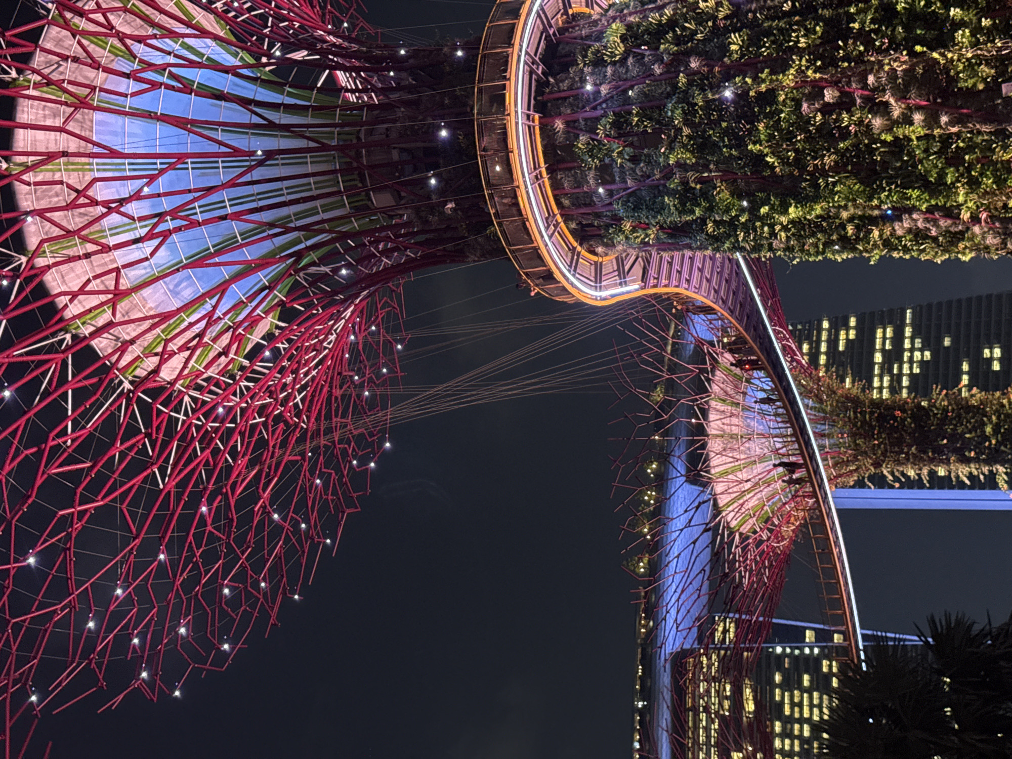 This is a nighttime image of the Supertree Grove at Gardens by the Bay in Singapore. The Supertrees are tall, tree-like structures made of steel and concrete, covered in plants. In the foreground, a large Supertree is illuminated with red and pink lights, with its branches extending upwards against the dark sky. A circular walkway, outlined in orange and pink lights, wraps around the trunk of this Supertree, with several people visible on it.
Further in the background, another Supertree, also lit with red and pink, is visible with a similar walkway. This walkway connects to another Supertree that is partially obscured by a palm tree in the lower left of the frame. In the background, the illuminated windows of several skyscrapers are visible, suggesting the urban setting of the attraction. The overall scene is a blend of futuristic architecture, nature, and city lights.