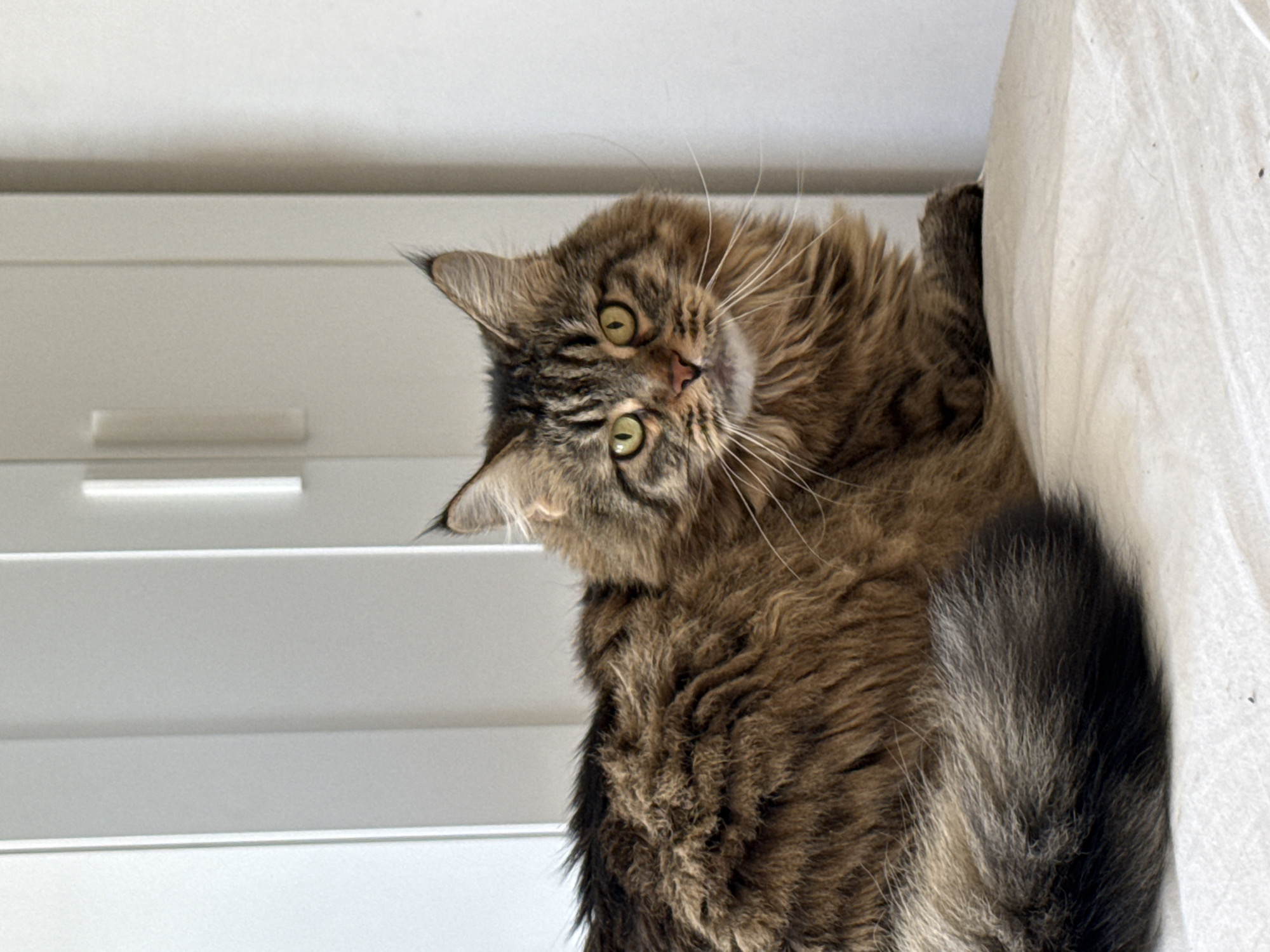 The image captures a long-haired adult domestic cat, likely a Maine Coon, with a distinct brown tabby coat featuring darker stripes. Its fur appears dense and shaggy, particularly around the neck and body. The cat has prominent ear tufts and long, white whiskers fanning out from its muzzle. Its eyes are a striking greenish-yellow, directly focused forward, and its nose is a soft pink.
The cat is depicted in a relaxed, prone position, resting on a light-colored, possibly off-white, textured fabric surface, which could be a bed or cushion. Its body is angled slightly to the left, while its head is turned towards the camera, creating a direct gaze. A segment of its fluffy tail, which darkens to a rich black at the tip, is visible in the lower left portion of the frame.
The background consists of plain, light-toned (white or off-white) interior architectural elements, likely flat panel doors of a cabinet or wardrobe, indicated by subtle vertical lines and a white, rectangular handle visible on the right side. The lighting is even and bright, suggesting an indoor setting with ample ambient light. The environment is uncluttered and appears modern.
The image contains no discernible landmarks, unique architectural features, or any other visual cues that would allow for the identification of a specific geographical location within the city of Izhevsk, Russia, or any other particular region.