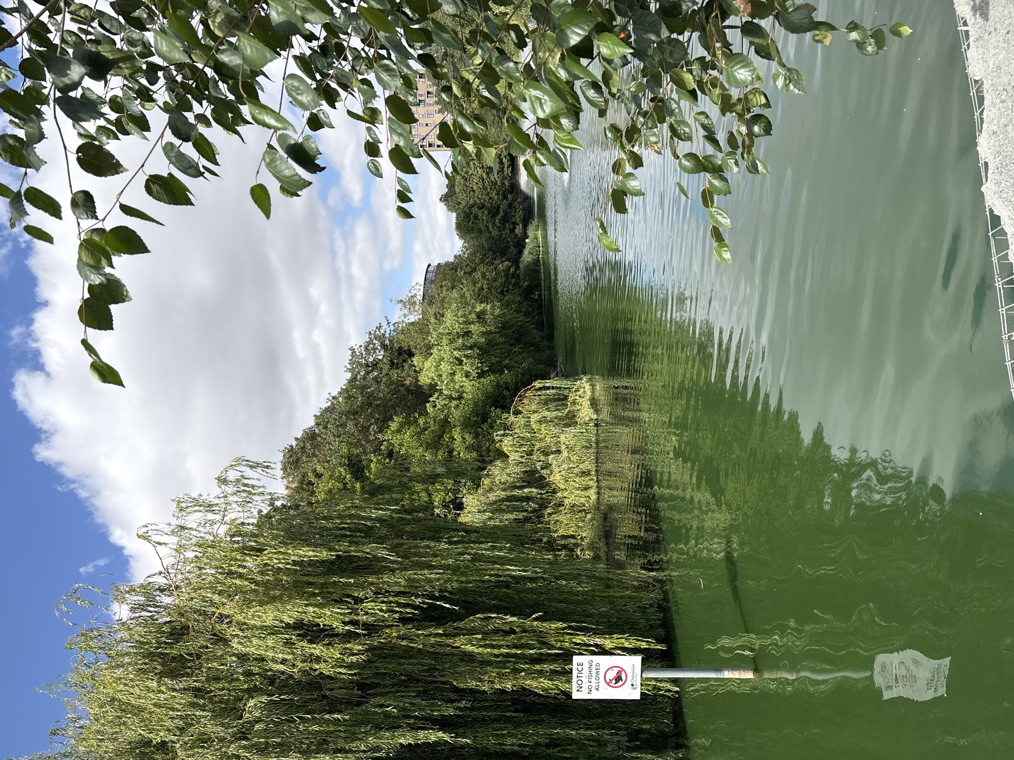 The image depicts a serene view of a body of water in Chelmsford, United Kingdom, likely a park or a lake. A weeping willow tree, with its characteristic long, cascading branches, dominates the left side of the frame, its foliage casting a gentle shadow on the water's surface. A white signpost stands in the water near the willow, bearing the text "NOTICE NO FISHING ALLOWED" along with a red circular symbol depicting a fish with a line through it, and the Chelmsford City Council logo. The water itself is a vibrant green, reflecting the surrounding trees and the partly cloudy blue sky. In the distance, a fountain sprays water upwards, and beyond that, buildings with modern architecture are visible amidst lush green trees, suggesting an urban park setting. The foreground on the right is partially obscured by the branches of another tree with dark green leaves, adding depth to the scene. The overall atmosphere is peaceful and natural, with a clear indication of regulations governing activities within the area.