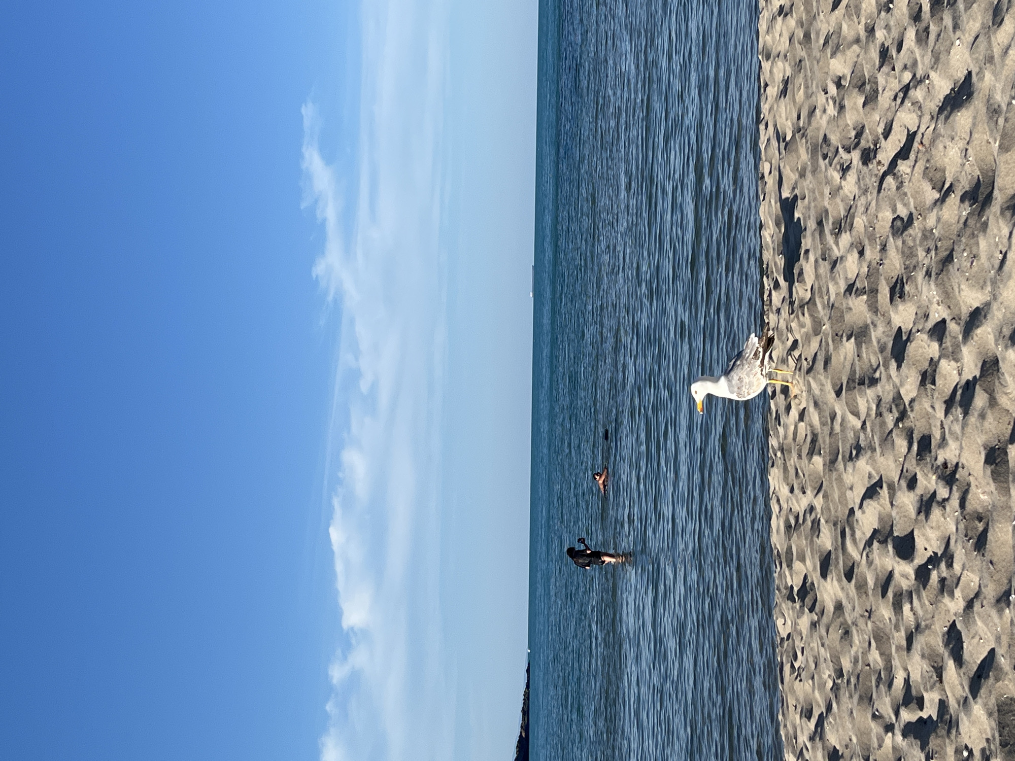 A seagull stands on a sandy beach with the sea and a bright blue sky in the background. In the shallow water, two people are present; one is standing and the other is swimming. The scene is likely Sozopol, Bulgaria, given the characteristic blue sea and sky.