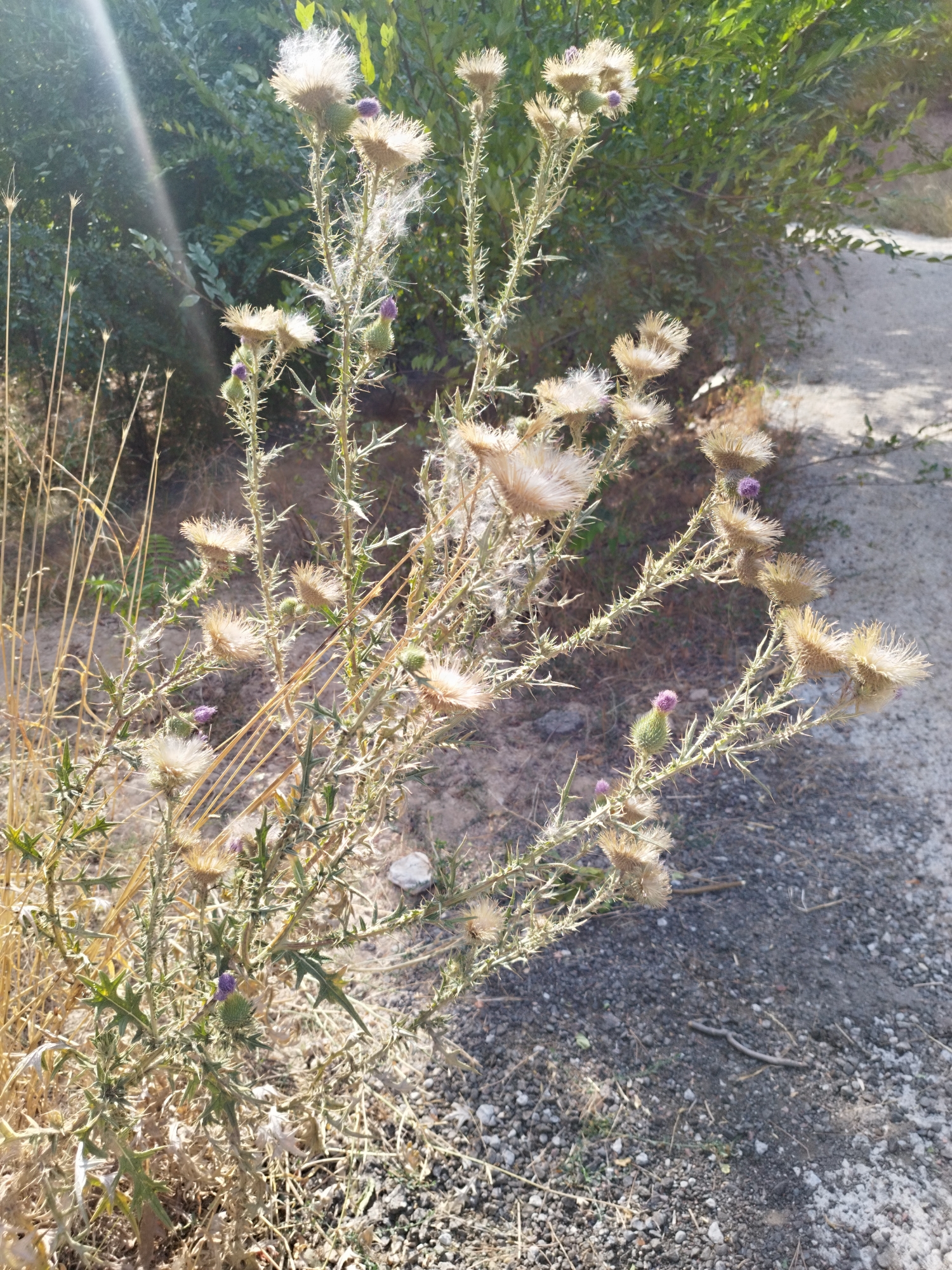 A spiny thistle plant with fluffy seed heads and a few small purple buds is centered in the frame, set against a background of dry grass and green foliage. The ground is covered with gravel and dirt. Sunlight streaks across the upper left portion of the image, highlighting the plant's texture. The scene appears to be in an outdoor, natural or semi-natural environment.