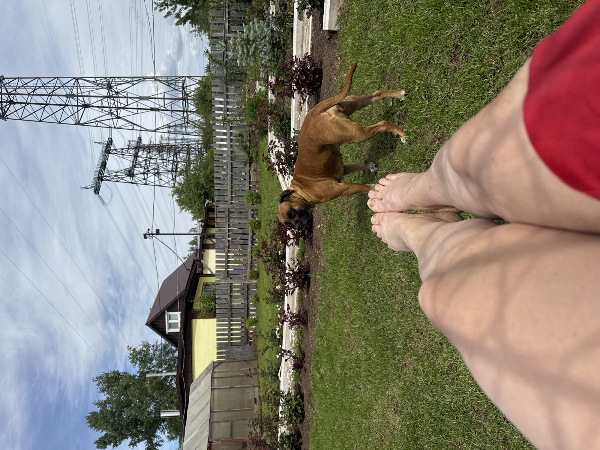 The image captures a first-person perspective of a relaxed outdoor scene in Chaikovsky, Russia, viewed from a low angle. In the immediate foreground, the bare feet and lower legs of a person are visible, resting on vibrant green grass. A red garment covers part of the person's right leg.
A brindle Boxer dog, with dark facial markings, stands in the mid-ground, looking downwards, possibly at the person's feet or sniffing the ground. The dog is surrounded by grass and a garden bed.
The background reveals a domestic setting with a rustic ambiance. To the left, a yellow house with a dark brown roof and a white-framed window is partially visible. A weathered wooden fence extends across the middle ground and into the distance, bordering the property. Along the fence and in the garden beds, several bushes with dark red foliage are planted, some displaying small white flowers. A small, older-looking greenhouse structure is situated near the bottom left corner.
Prominently in the distant background, several large metal power line towers dominate the skyline, with numerous power lines stretching across a partly cloudy sky. Trees and other vegetation are scattered throughout the scene. The bright, natural lighting indicates it is daytime, likely a sunny day with some cloud cover. No text is visible in the image.