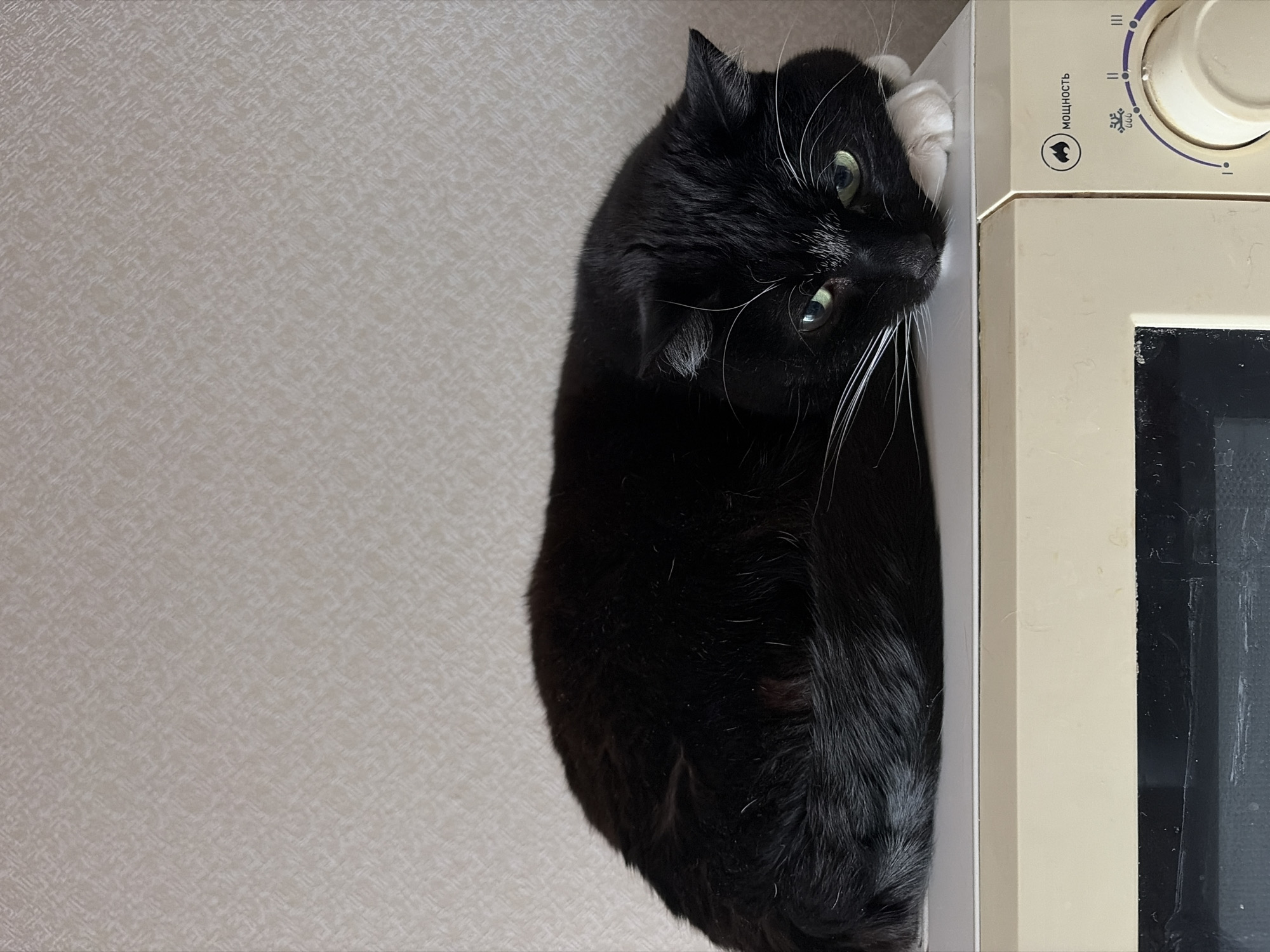 A black cat with white whiskers is positioned near the edge of a white or off-white microwave oven. The microwave has a round dial on its top-right, with text in Russian that includes the word "МОЩНОСТЬ" (power). The cat is in close proximity to the microwave, suggesting it may be resting or interacting with the appliance. The background is a textured, off-white or light-colored wall. The photo was taken in the city of Chaikovsky, Russia.