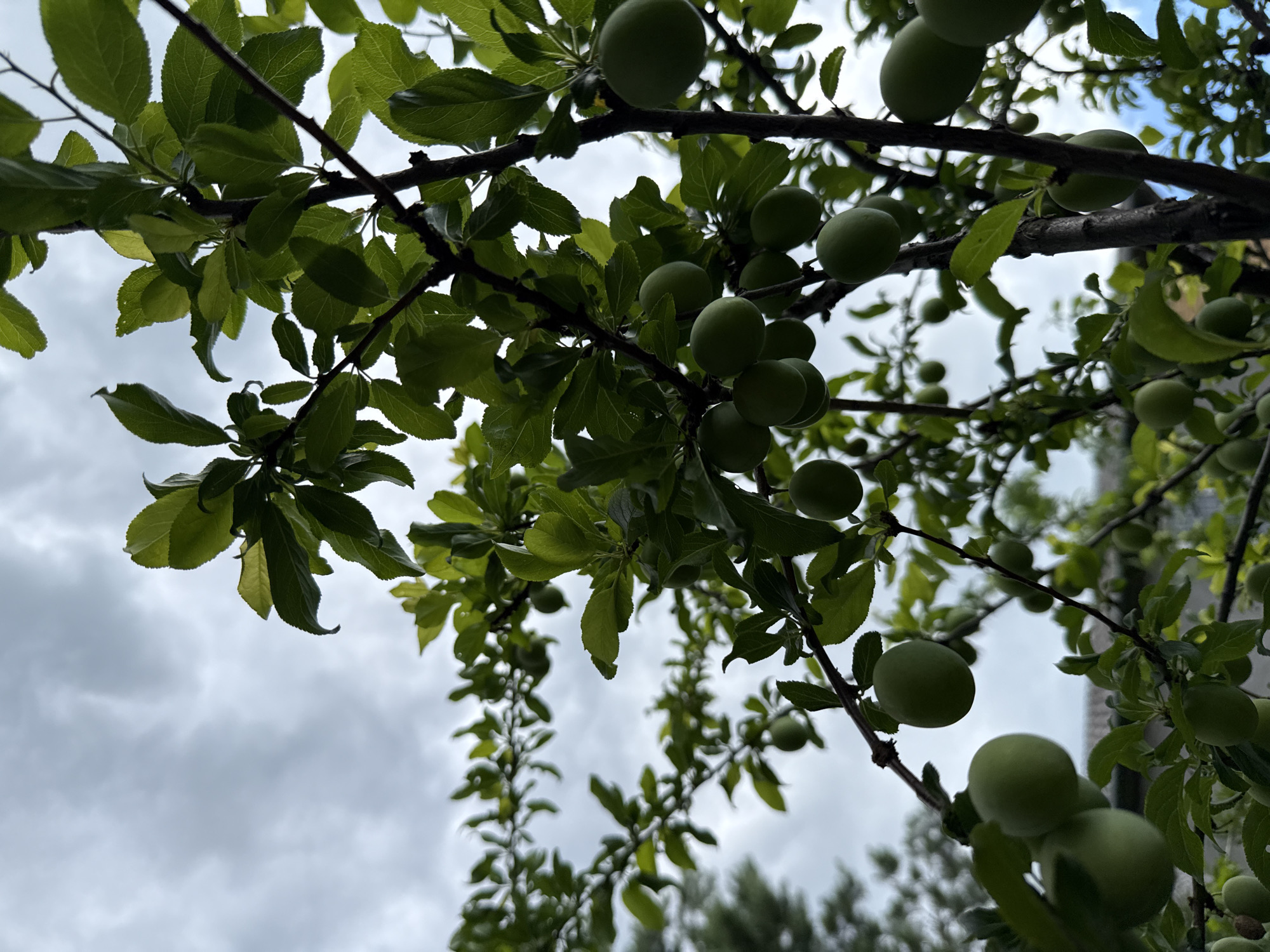 This media file captures a low-angle view of a plum tree in Obukhivka, Ukraine, with numerous green, unripe plums hanging from its branches. The tree's dark branches are laden with lush green leaves, some of which are silhouetted against a cloudy sky. The cloudy sky suggests overcast weather, possibly with the hint of a storm. The focus is primarily on the fruit and foliage, creating a naturalistic and slightly moody atmosphere. The time of day is indeterminate, but the diffuse light indicates it is likely daytime. There are no people or visible text in the image. The scene conveys a sense of nature's bounty and the early stages of fruit development.