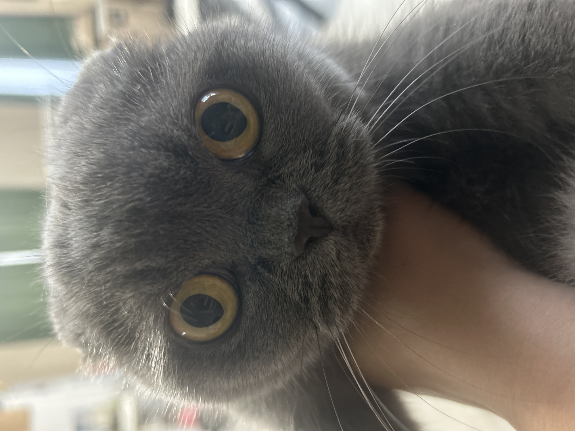 A close-up, eye-level shot shows a grey cat with large, round, yellow eyes. The cat's ears are folded forward, characteristic of a Scottish Fold breed. A human hand is visible supporting the cat's chin and neck. The background is blurred and appears to be an indoor setting with some light sources. The image does not provide any information that would allow for its location to be identified as Abakan, Russia.