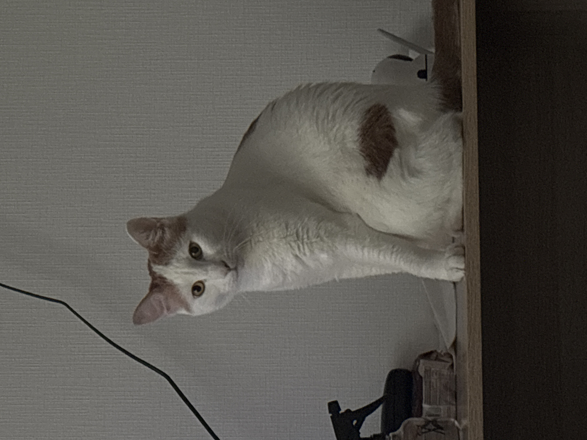 A white and ginger cat is perched on top of a shelf, looking down towards the viewer. The cat has yellow eyes and a brown spot on its back. A black cable is visible on the wall behind the cat. There is a dark brown shelf frame to the right, and some objects below the cat on the shelf, including what appears to be a black microphone stand. The background wall is a pale gray. The location cannot be determined from the image.