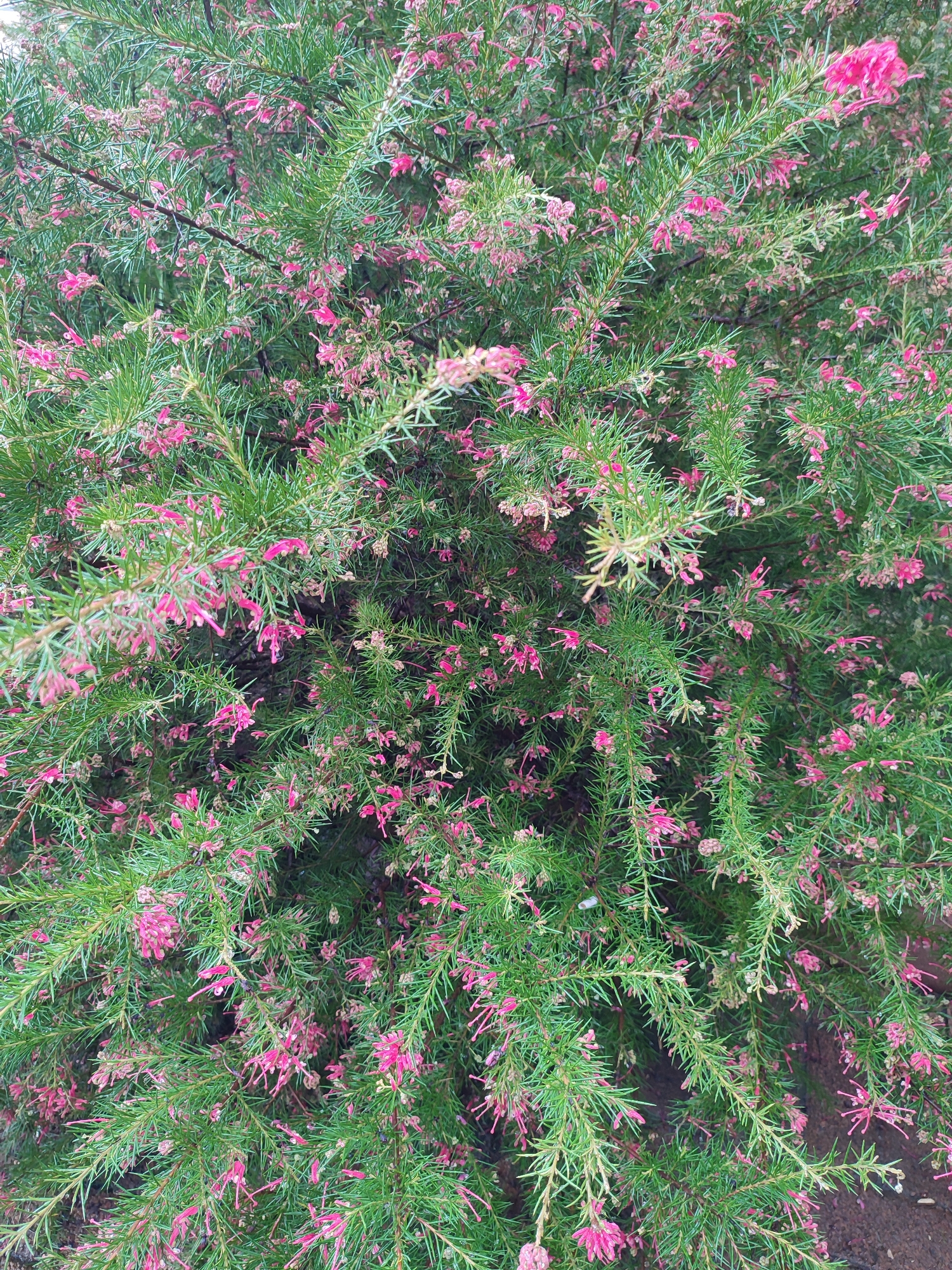 A close-up view focuses on a dense shrub or bush covered in bright green, needle-like foliage. Scattered throughout the greenery are numerous small, vivid pink flowers. The overall impression is one of lush, vibrant vegetation. The location is not identifiable from this image.