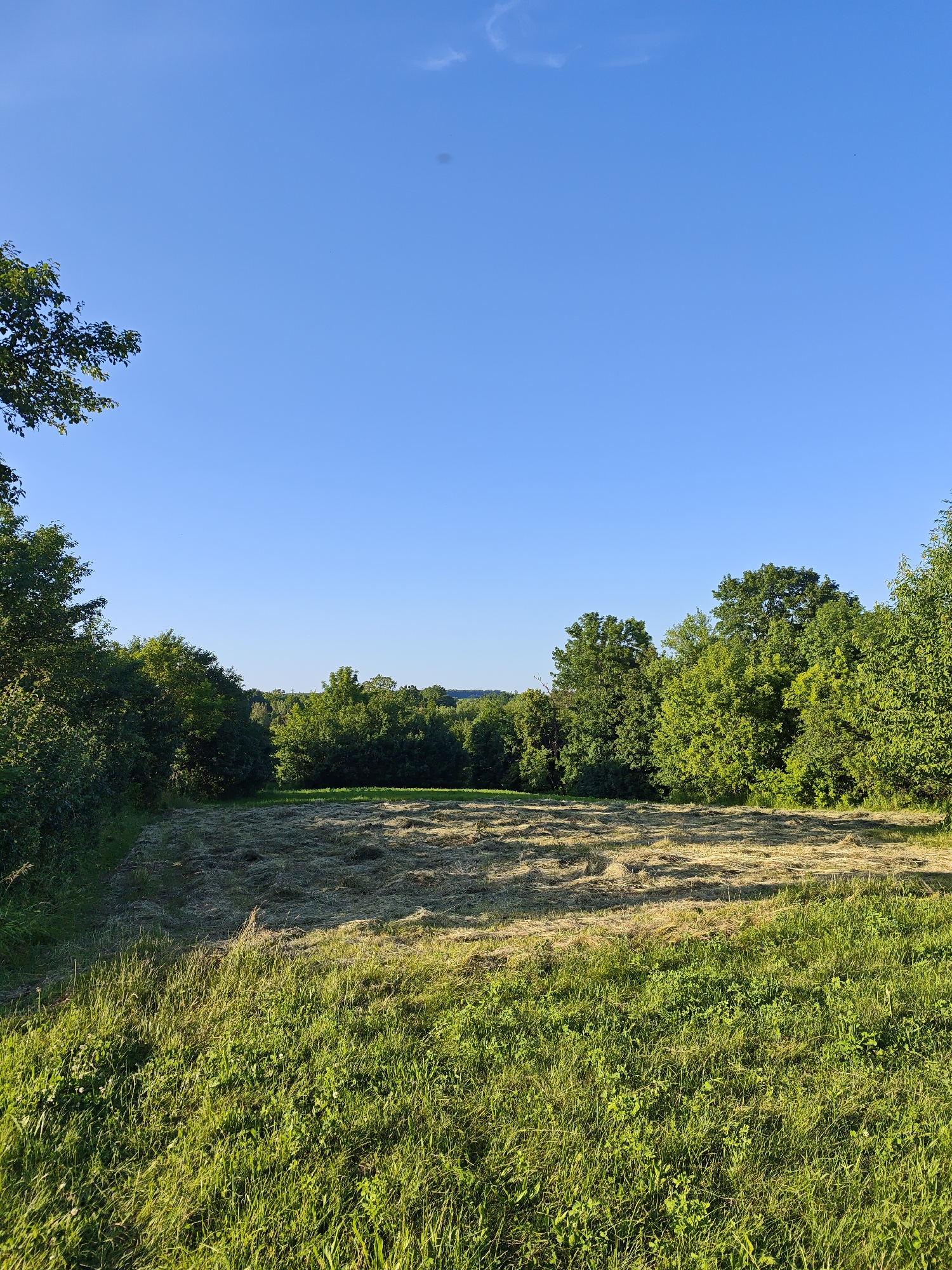 A wide shot captures a rural landscape on a clear day in Parkhomivka, Ukraine. In the foreground, lush green grass stretches across the lower half of the frame, catching the sunlight. Beyond the grass, a field of mown hay lies in a patch of golden-brown. A dense line of mature green trees forms a backdrop, with some taller trees on the left side of the image framing the scene. The sky above is a vivid, cloudless blue.