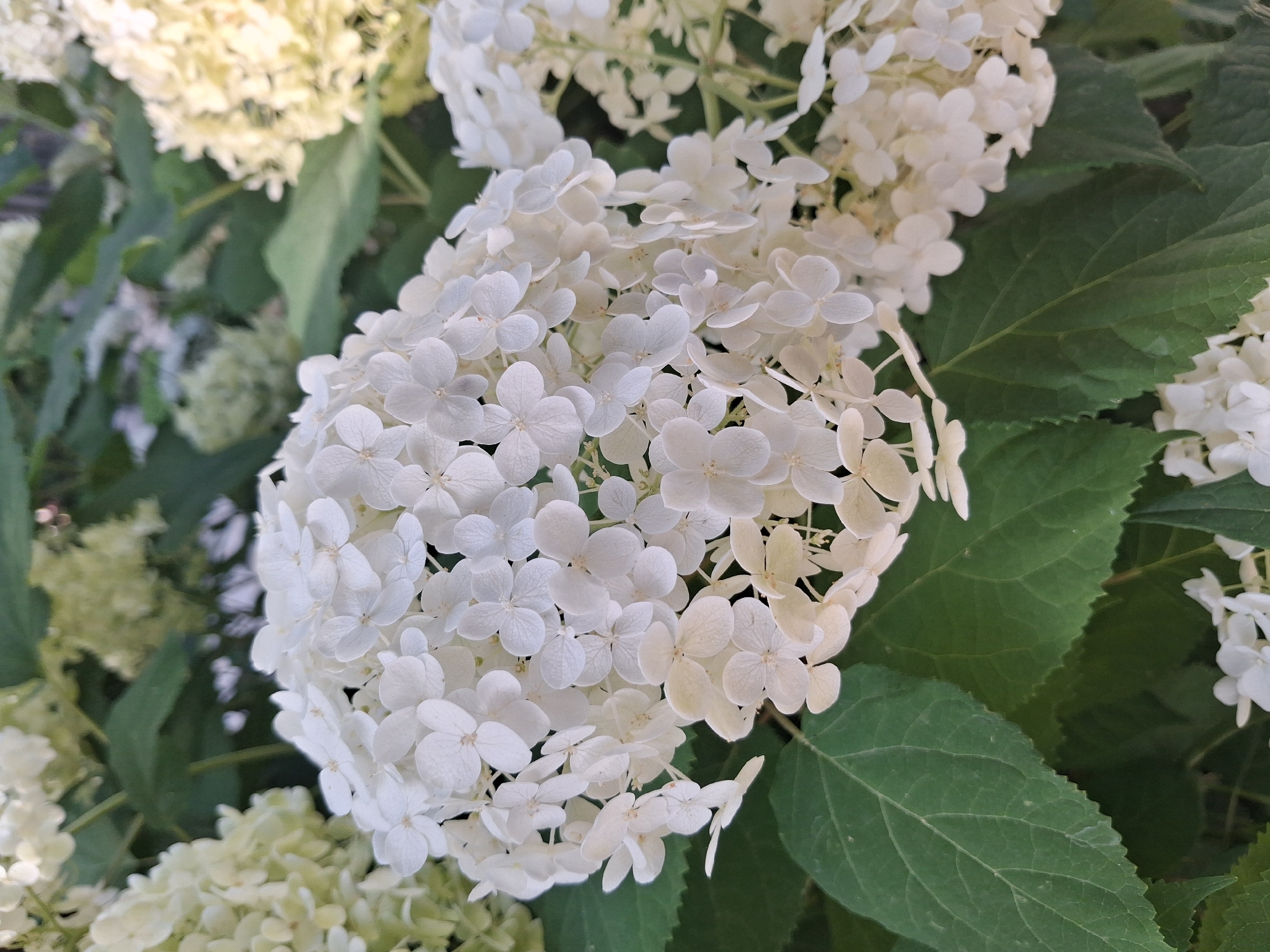 A close-up shot shows a cluster of white hydrangea flowers in bloom, with several large, green leaves visible in the foreground. The flowers are arranged in a dense, rounded shape, with individual blossoms having four petals. The background is blurred, showing more out-of-focus hydrangea blooms and green foliage, suggesting a garden setting. The image was taken outdoors, with natural lighting, and does not contain any people.