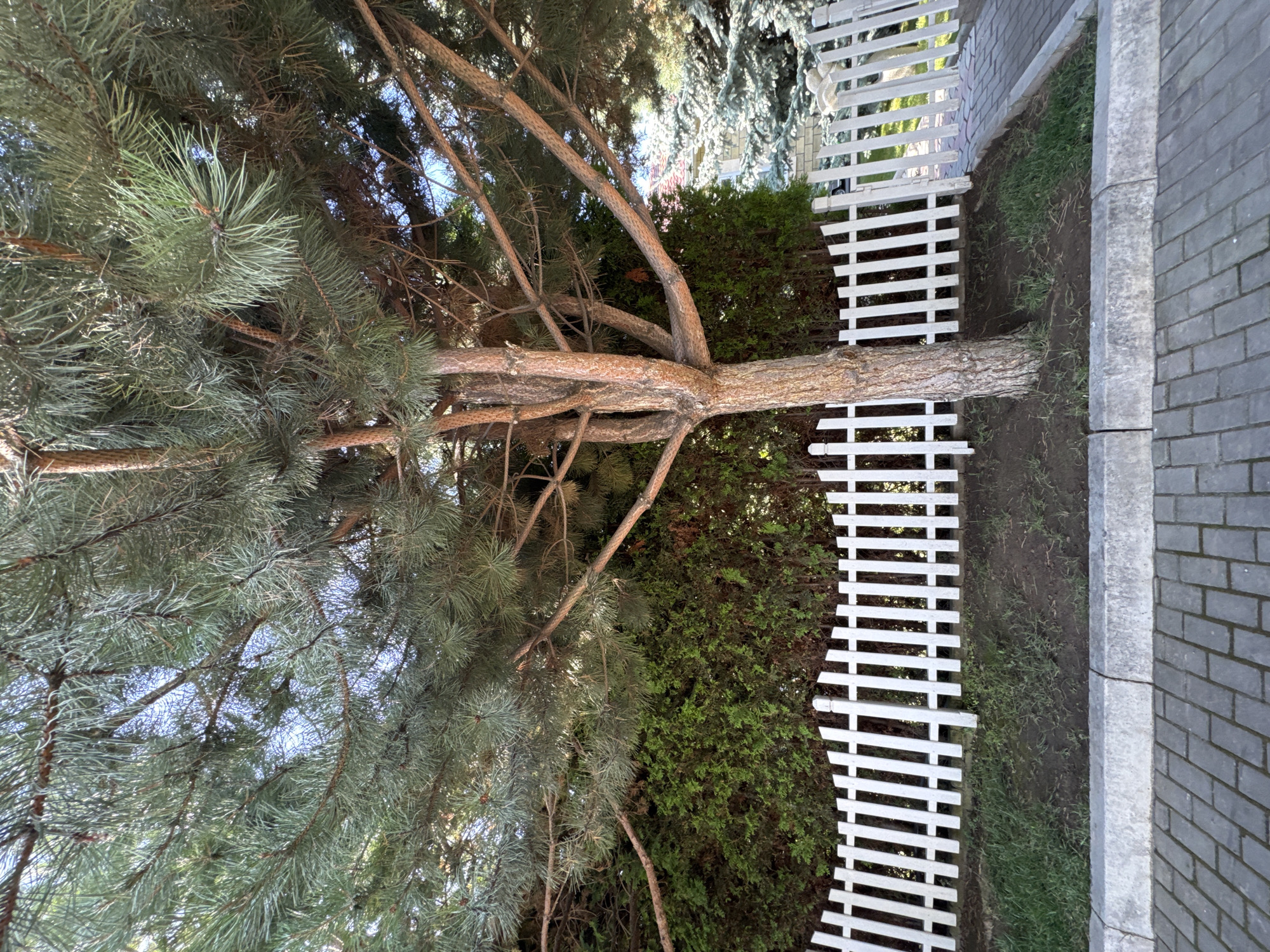 In Sary-Oy, Kyrgyzstan, a mature pine tree stands prominently in front of a dense green hedge, its branches extending over a white picket fence. The fence, constructed from vertical planks, is weathered and shows signs of minor damage with some pickets askew. Beyond the hedge, a section of a building with a red roof is visible, partially obscured by more pine trees, their needles a distinct silvery-blue hue. The ground in front of the fence consists of dark soil with sparse green grass. A paved pathway made of gray rectangular bricks runs along the foreground, separated from the grassy area by a concrete curb. The sky above is a pale blue.