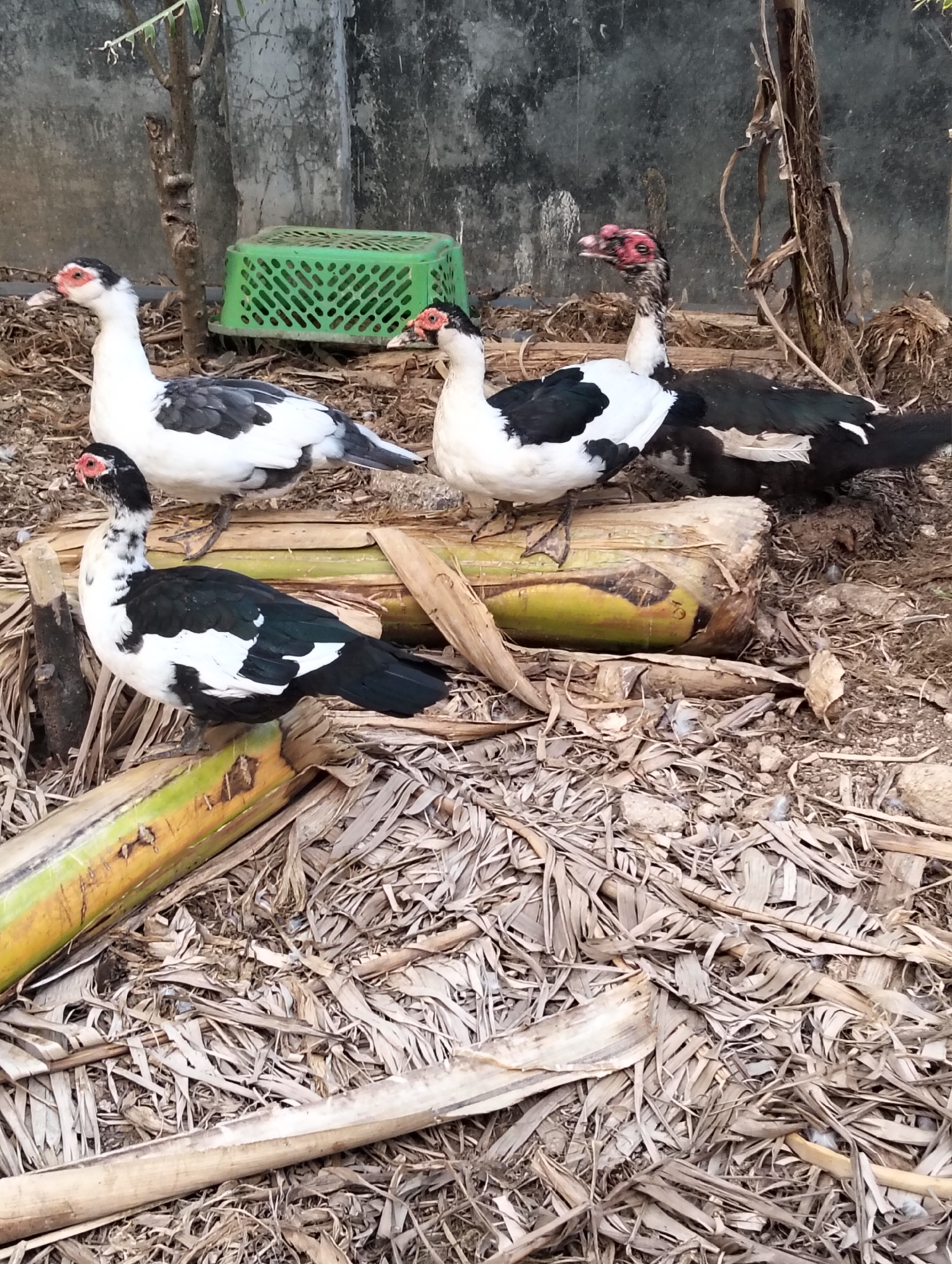 A total of four Muscovy ducks are present in the image. Two of the ducks are standing and facing left, while the other two are standing and facing right. All four ducks are black and white with red faces. The ducks are standing on a pile of dry leaves and branches. In the background, there is a concrete wall, a green plastic basket, and a tree. The scene appears to be outdoors, in what could be a yard or an open area, potentially in Paciran, Indonesia, given the type of foliage and debris that is commonly found in such tropical environments. The lighting suggests it is daytime.