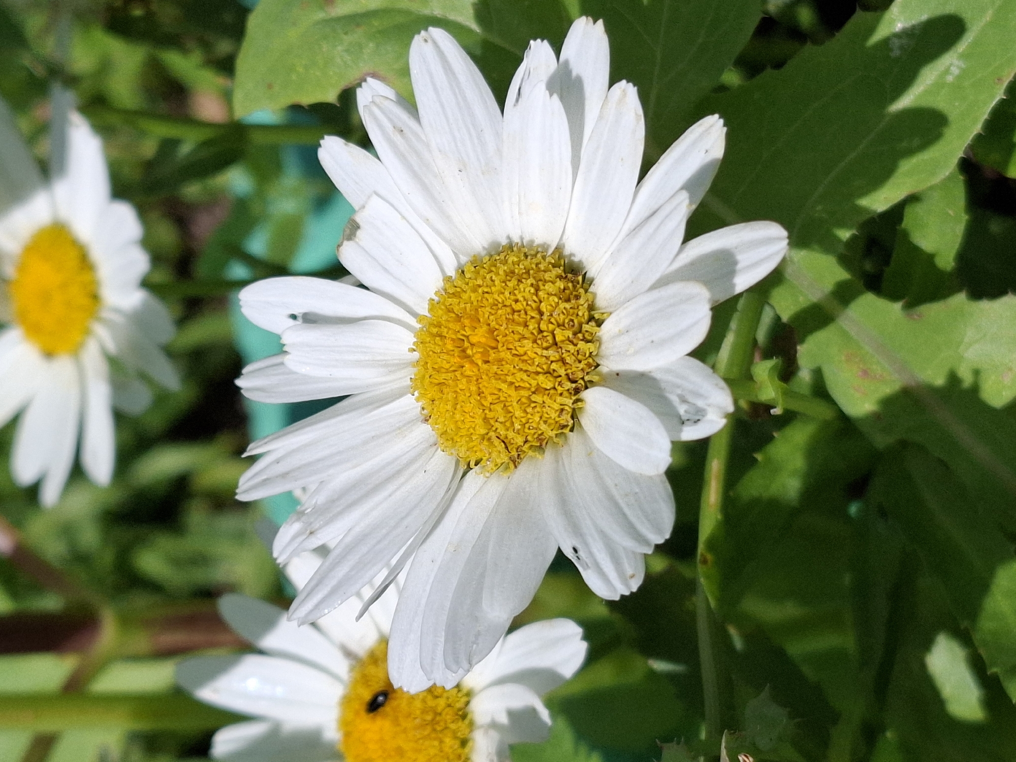 The image is a close-up of several daisies with white petals and yellow centers, in focus in the foreground and slightly out of focus in the background. The flowers are surrounded by green foliage and stems. The lighting suggests a sunny outdoor environment. There are no people or discernible urban elements present.