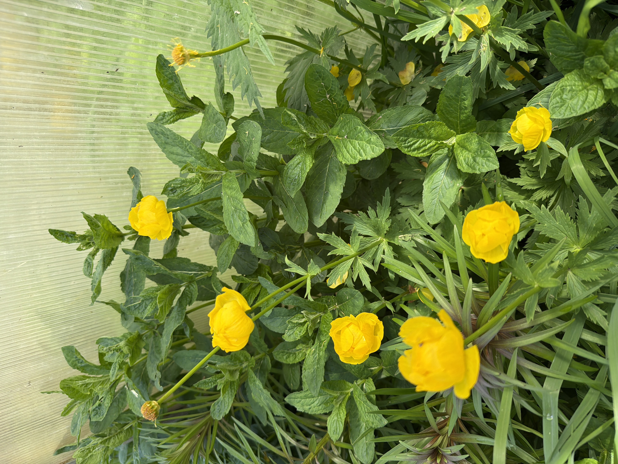 The image shows several globe-flower plants with yellow blossoms in a greenhouse in Ol'khovo, Russia. The plants have a variety of green foliage. A wall of the greenhouse is visible on the left side of the image.
