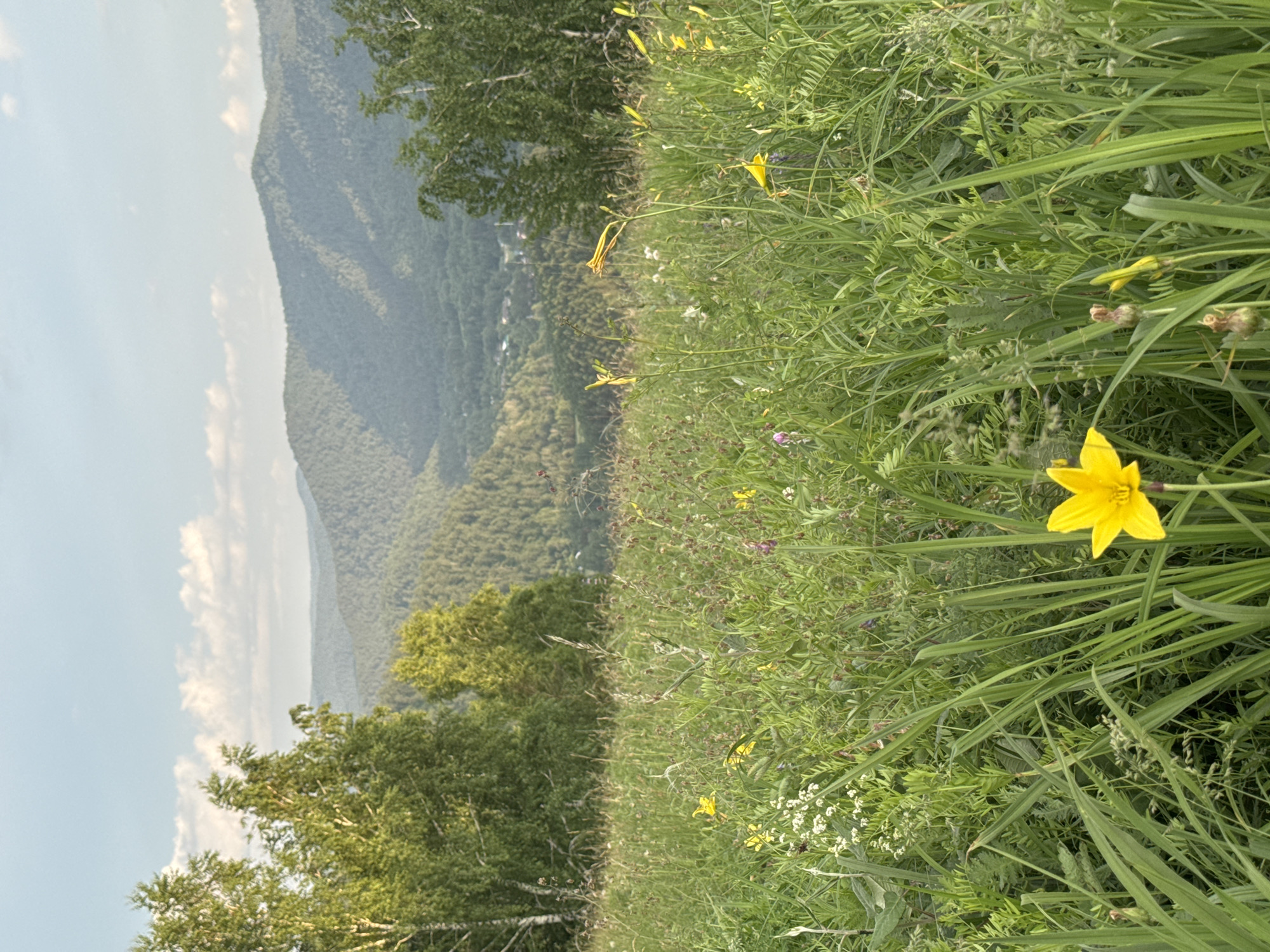 This is a ground-level, full-shot photograph of a meadow with a mountainous landscape in the background. The foreground is dominated by tall green grass and various wildflowers, including several yellow lilies. In the middle ground, there are two large birch trees on the left and a cluster of coniferous trees on the right. Beyond the meadow and trees, rolling green hills and mountains recede into the distance under a partially cloudy sky. The image captures a natural, rural setting, likely within the vicinity of Krasnoyarsk, Russia, given the characteristic Siberian flora and topography. There are no people or specific structures visible in the immediate scene, suggesting a remote or park-like area.