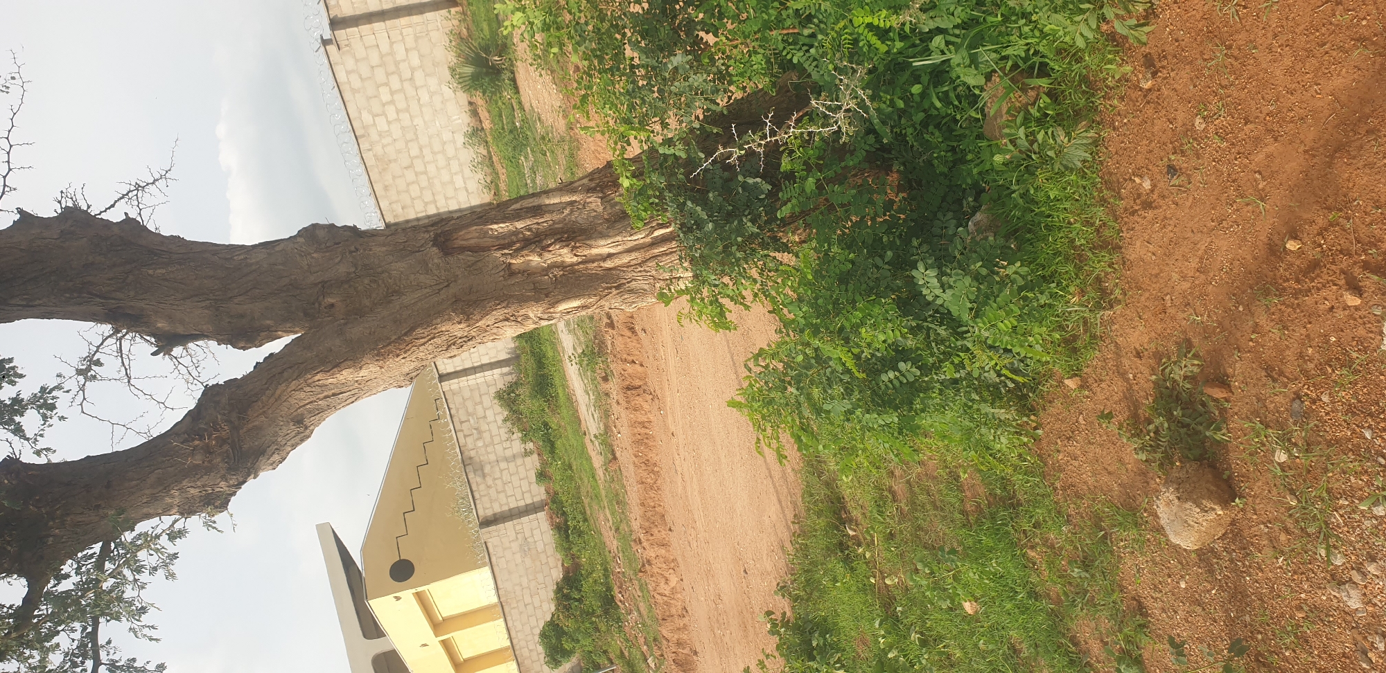 The image depicts an outdoor scene with a large, mature tree prominently featured in the foreground, its trunk splitting into two main branches. The tree has rough, textured bark and is surrounded by green foliage and thorny branches. To the left of the tree, a yellow building with a grey, angular roofline is visible behind a concrete block wall topped with barbed wire. The wall extends across the middle ground of the image. In the foreground, a dirt path or road runs through a grassy and sandy area. Scattered rocks and small plants are present on the ground. The sky is overcast with some clouds. The scene suggests a semi-urban or developing area. The location is identified as Jos, Nigeria.