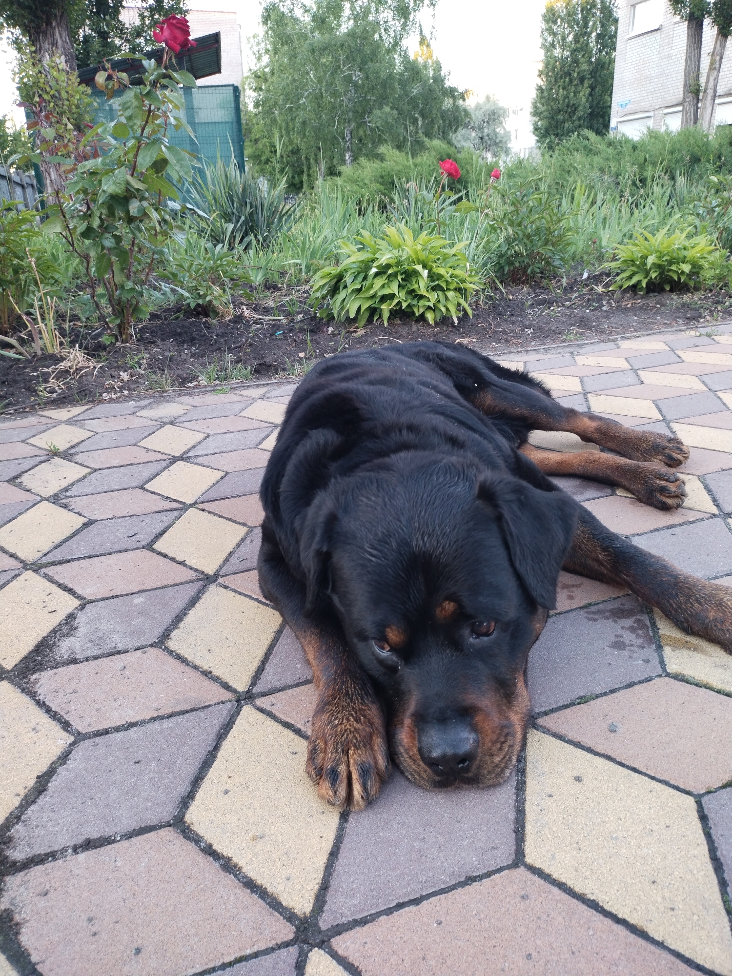 A black and tan dog, resembling a Rottweiler, lies relaxed on a paved path in an outdoor garden setting in Horishni Plavni, Ukraine. The dog occupies the lower and central part of the image, resting its head on its front paws and looking towards the viewer with a calm expression. Its fur is predominantly black, with tan markings visible on its muzzle, above its eyes, and on its paws.
The path is made of light-colored paving stones arranged in a repeating hexagonal or diamond pattern, creating a subtle three-dimensional optical illusion. Adjacent to the path, a garden bed features various green plants, including broad-leafed hostas and tall grasses. Two red roses are in bloom within the garden; one prominent rose appears in the upper left background, and another smaller one is visible further back in the center.
Beyond the garden, a backdrop of lush green trees and a light-colored building with visible windows can be seen. The scene is illuminated by natural daylight, suggesting a mild or overcast day without harsh shadows. The overall atmosphere is peaceful and domestic. No visible text is present in the image.