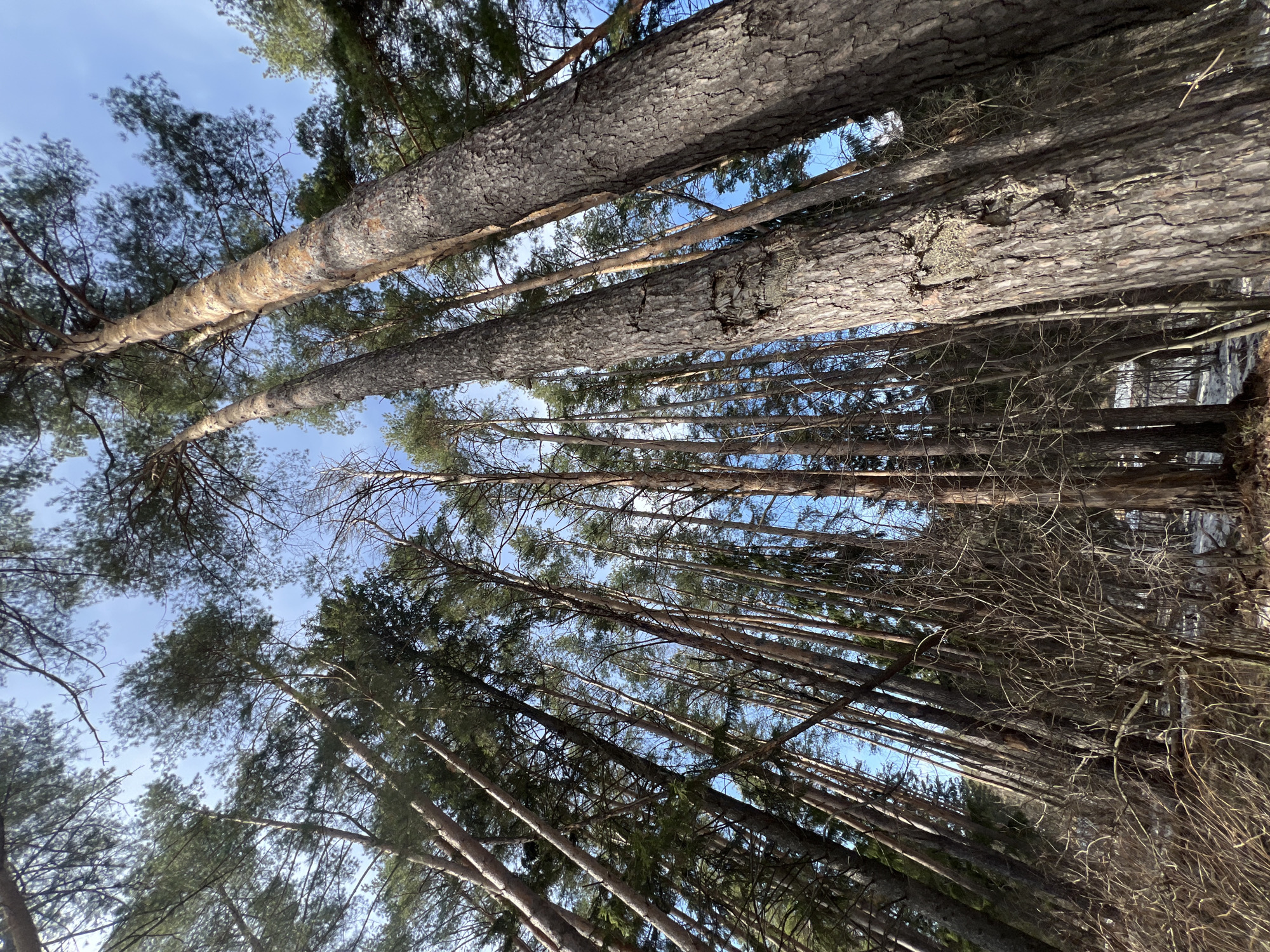 The image shows a forest scene with tall, slender trees reaching towards a blue sky. The viewer's perspective is looking upwards, emphasizing the height and density of the trees. The bark of the trees is rough and textured, and their branches are filled with green foliage. In the foreground, there are smaller, bare branches and undergrowth. The scene appears to be located in a natural environment, potentially a park or forest area near the city of Chaikovsky, Russia.