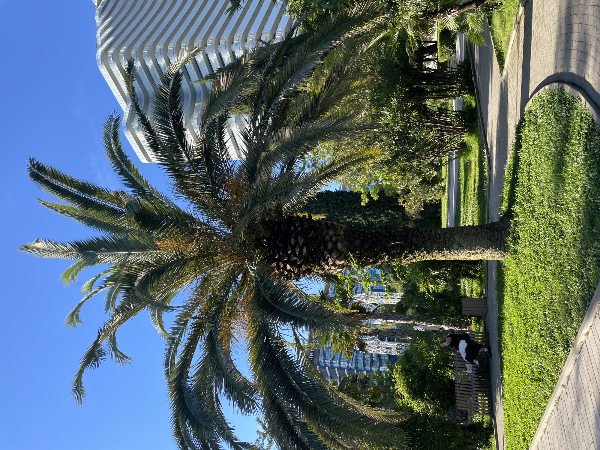 The image depicts a sunny day in Sochi, Russia, showcasing a lush green park area with a prominent palm tree in the foreground. A modern, curved white building with numerous windows is visible in the background, suggesting an urban or resort setting. In the middle ground, a person is seated on a park bench, facing away from the camera, with a white bag beside them. The park features well-maintained pathways, vibrant green grass, and various types of trees and shrubs, creating a serene and inviting atmosphere. The clear blue sky overhead indicates pleasant weather conditions.