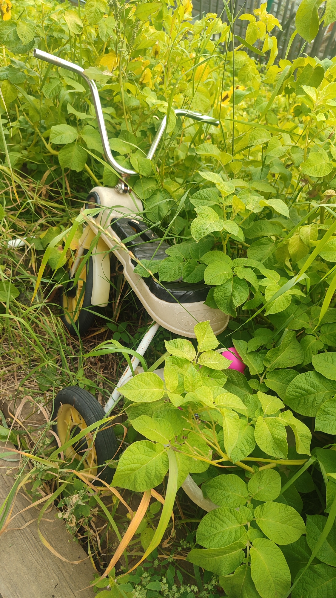 The image depicts a children's tricycle partially obscured by dense green foliage, likely potato plants, in an outdoor setting. The tricycle is light beige and black with yellow accents on its wheels. The handlebars are made of shiny metal. The tricycle is situated on the ground, with its wheels and seat visible amidst the plants and grass. The background shows more greenery and a hint of a fence. The scene suggests an abandoned or unused tricycle in a garden or overgrown area. There are no people or animals visible in the image. The lighting suggests daytime. The specific location in Mirny, Russia is not discernible from the visual information provided.