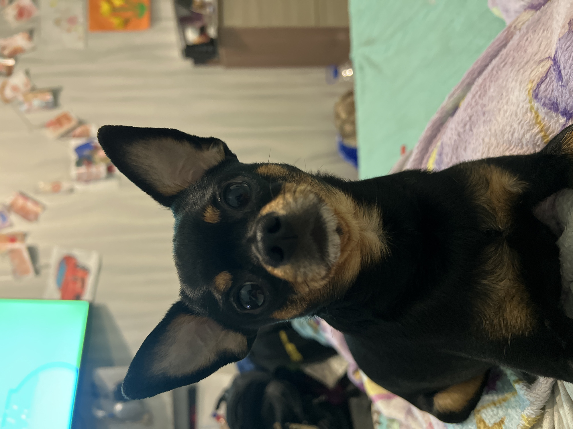 The image shows a close-up of a black and tan Chihuahua-type dog tilting its head and looking directly at the camera. The dog is positioned on a bed covered with a patterned blanket featuring shades of purple, white, and blue. The background includes a light-colored wall with various items displayed on it. There is a green-screen-like object on the left side. There is no indication of the city of Perm, Russia.