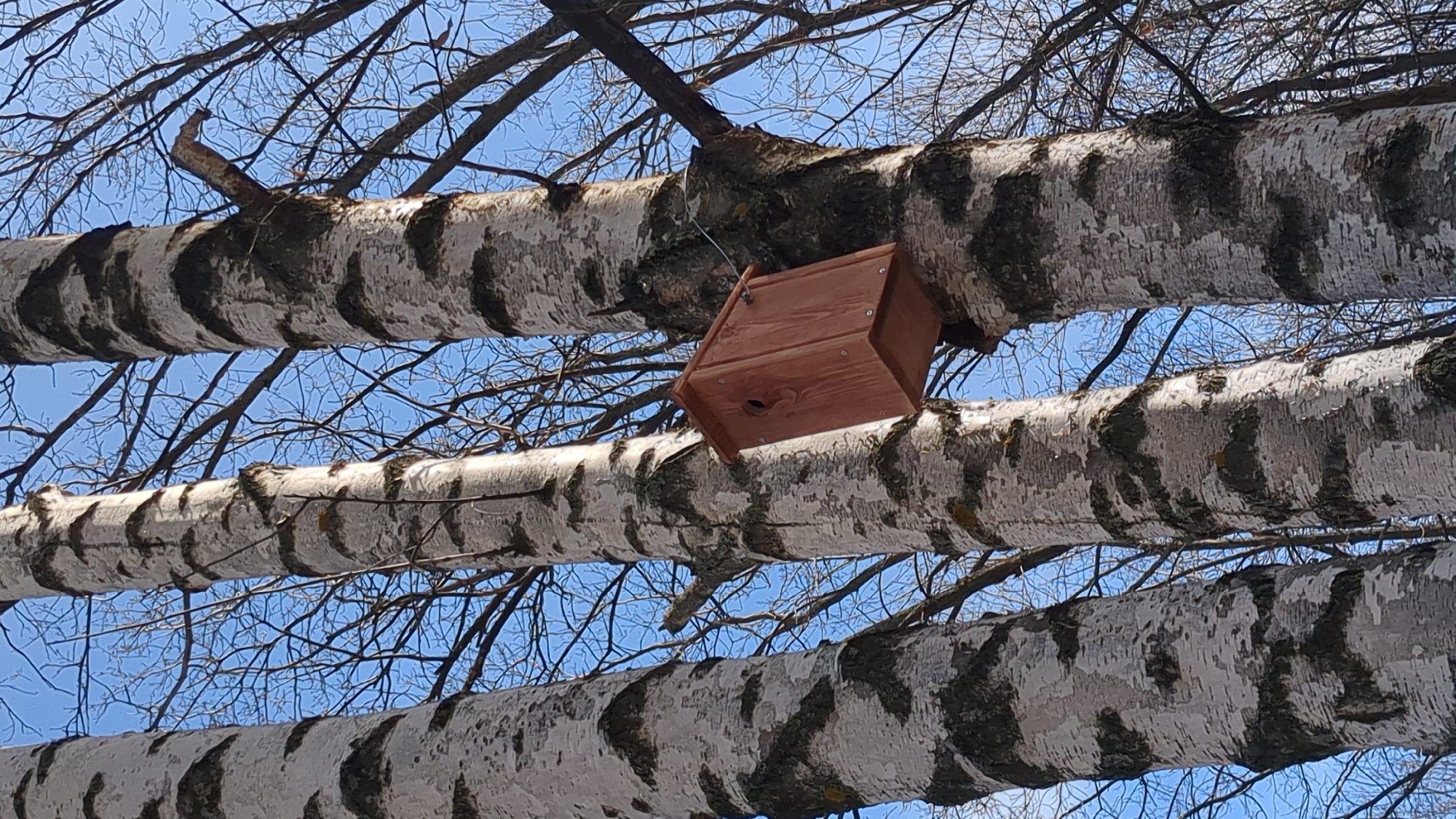 A wooden birdhouse hangs suspended by a metal wire from a horizontal birch tree trunk against a clear, bright blue sky. The birdhouse is made of light-colored wood, with visible screws and a circular entrance hole on its front panel. Several thick birch tree trunks, characterized by their distinctive white bark with dark, irregular markings, dominate the foreground and background, running horizontally across the frame. Numerous bare, intertwined branches are visible against the sky, indicating either late winter or early spring. The bright conditions suggest it is daytime. No people are visible, and there is no discernible text in the image. The scene is a natural outdoor setting, consistent with Ulyanovsk, Russia.