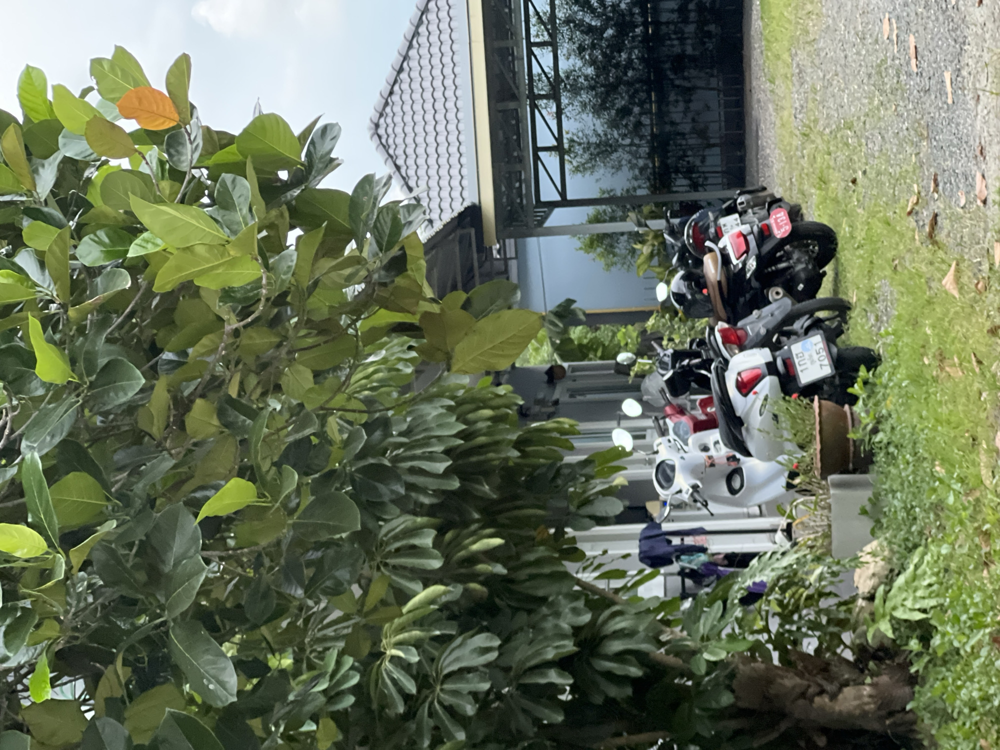 This media file captures an outdoor scene in Choeng Thale, Thailand. The foreground is dominated by lush green foliage, with some leaves exhibiting a reddish-orange hue, suggesting a natural, possibly tropical environment. Behind the vegetation, a row of motorcycles is parked. The motorcycles are diverse in color, including white, red, and black. Some have visible license plates with Thai characters and numbers. One license plate reads "108 7051".
Beyond the motorcycles, a building with a distinctive tiled roof and a metal overhang is visible. The building appears to be a structure of some sort, possibly a shop or a residence, with reflections of trees and the sky visible on its windows or walls. The ground is covered with gravel and grass.
The image appears to be taken during daylight hours, with soft lighting and a cloudy sky, hinting at overcast weather or possibly early morning/late afternoon light. There are no people visible in the frame. The overall impression is a quiet, everyday scene, likely in a residential or commercial area of Thailand, characterized by the presence of motorcycles and tropical vegetation.