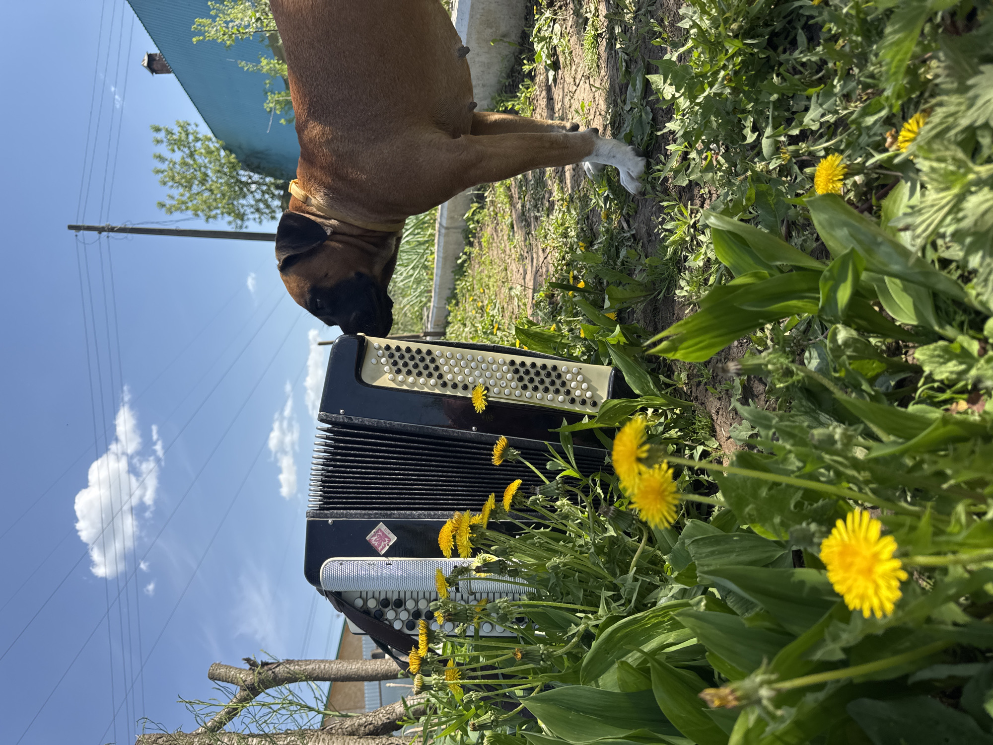 The image shows a brown Boxer dog next to a black accordion surrounded by green plants and yellow dandelions. The accordion is in front of the dog. The background includes a blue sky with white clouds, power lines, a blue metal roof, and a wooden fence. The image was taken outdoors in a grassy area. There are no indications this image was taken in Chaikovsky, Russia.