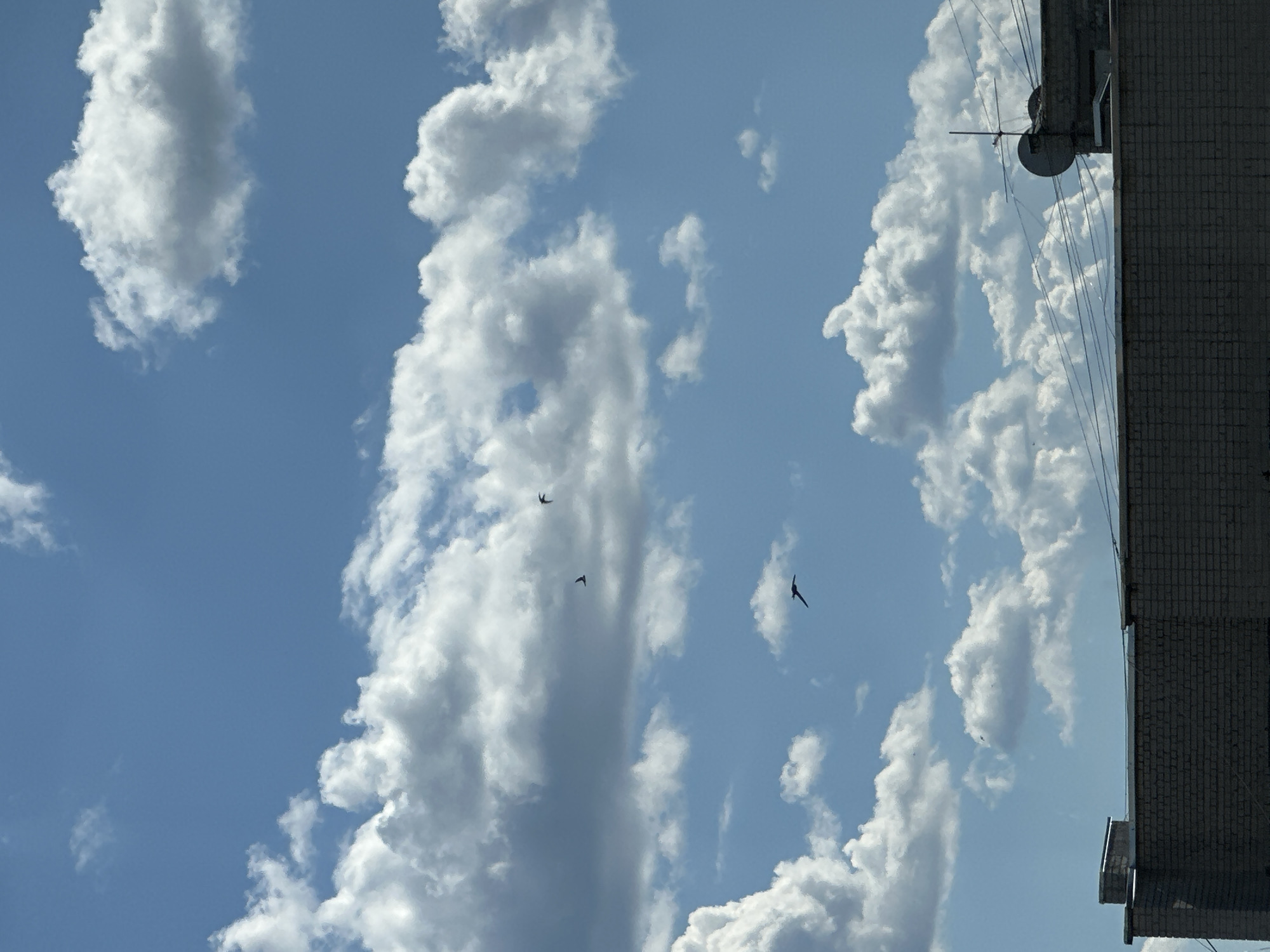 A low-angle, outdoor, medium shot captures a bright blue sky filled with scattered white cumulus clouds. In the upper half of the frame, four small, dark birds are in flight against the sky. The lower third of the image is dominated by the flat, grey brick roofline of a building. The building's edge is sharp and distinct against the sky. There are no people visible in the frame. The environment suggests an urban setting, possibly a city, given the presence of a building. The lighting indicates daylight, with sunlight illuminating the clouds from the side.
