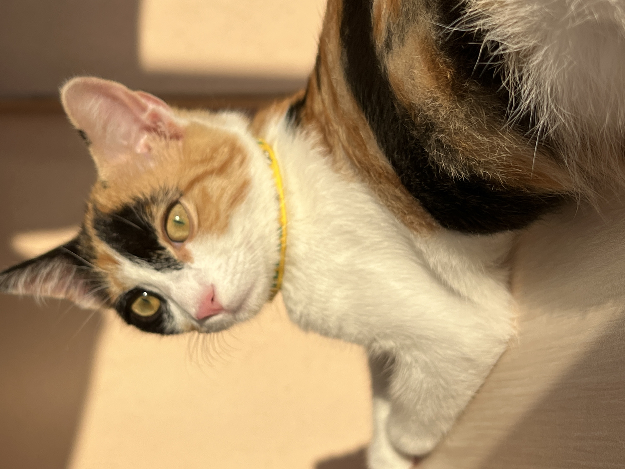 The media file is a close-up, angled, outdoor photograph of a calico cat. The cat has white, orange, and black fur with green eyes and a pink nose. It is wearing a thin, bright yellow collar. The cat is lying down, and its body curves towards the right side of the frame. The background is a soft, warm-toned surface, possibly a wooden deck or table, with a shadow cast across it, suggesting it is daytime. The lighting appears to be natural sunlight, indicating it might be a sunny day. The cat's expression is relaxed and perhaps a bit curious, with its head tilted slightly. The image is focused on the cat's face and upper body, with its fur appearing soft and fluffy. The location context provided is Ümraniye, Turkey, but there are no explicit visual cues in the image to confirm this specific location. No text is visible in the image.