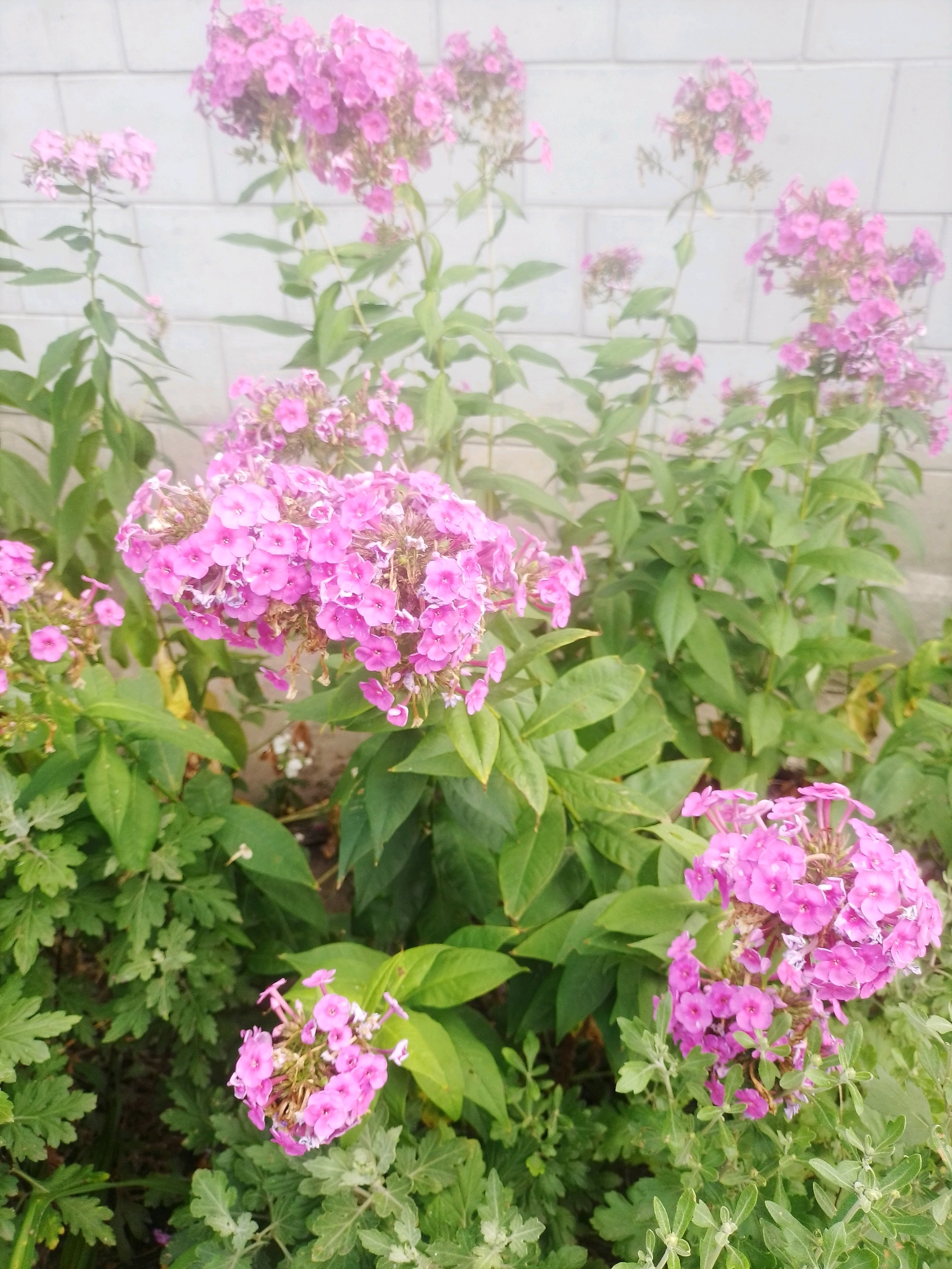 A medium shot captures a cluster of bright pink phlox flowers against a blurred background of a light grey brick wall. The flowers are in full bloom, with dense clusters of small, star-shaped petals. Green foliage surrounds the blossoms, creating a natural, garden-like setting. The lighting is bright, suggesting it is daytime. The image is slightly overexposed, causing a soft, hazy effect. There are no people or animals visible in the scene. The scene is likely a garden or a yard in the city of Ustyvytsia, Ukraine.