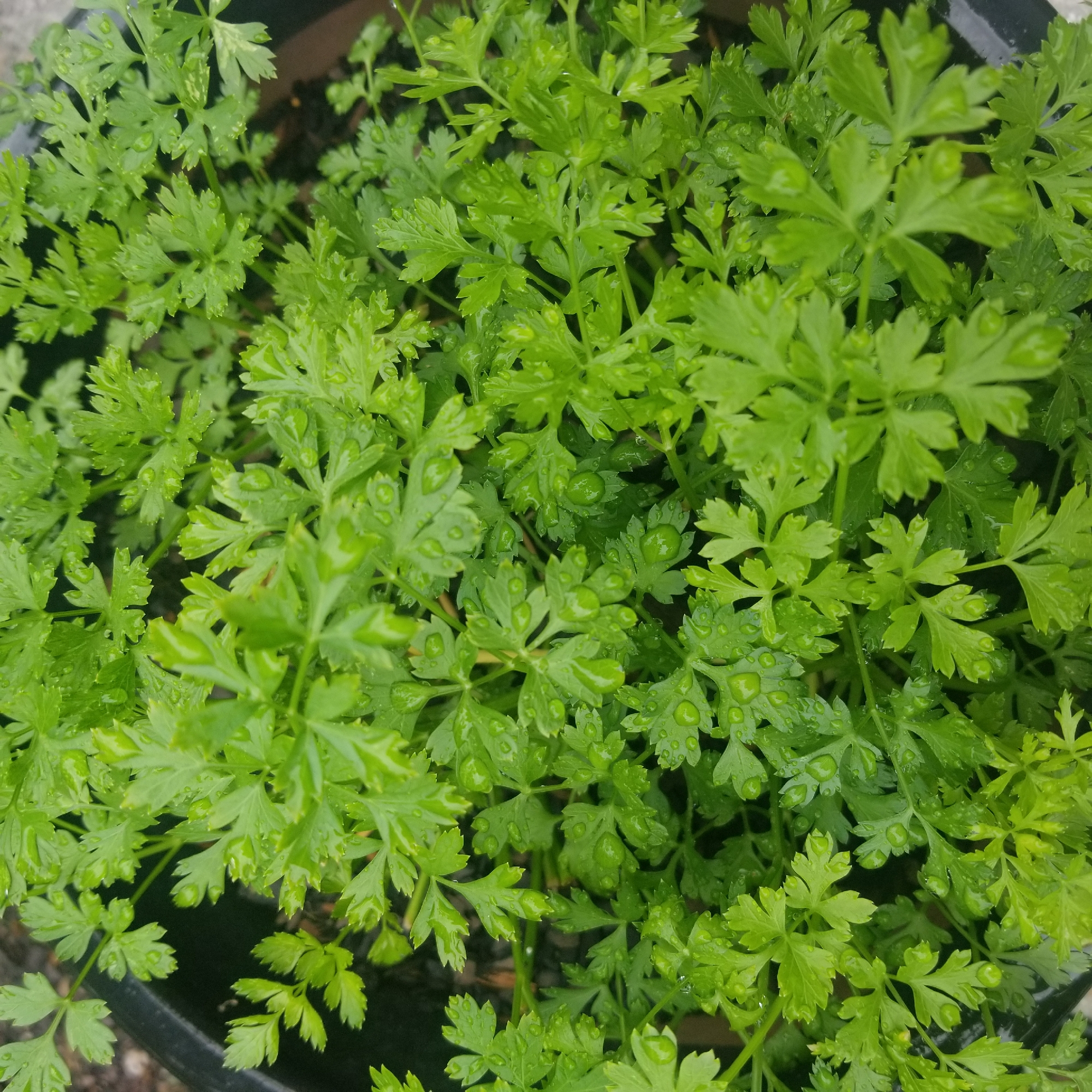 The image shows a close-up, top-down view of a potted plant with numerous green, serrated leaves covered in small water droplets. The plant appears to be some type of herb, possibly parsley, with its leaves tightly packed together. The background is dark and slightly out of focus, revealing the edge of a dark pot. The lighting suggests an overcast day or shaded area. The image does not provide any information about the city of Virginia Beach, United States of America, nor does it contain any people or actions.