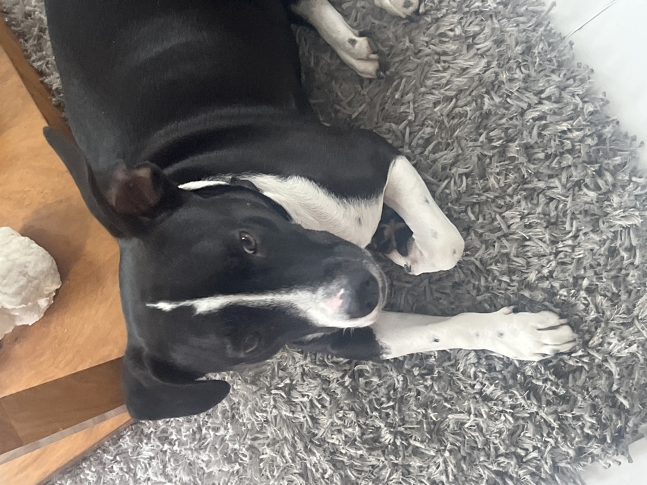 A black and white dog lies upside down on a gray shaggy rug next to a light brown wooden table. The dog is mainly black with white on its chest, legs, and a stripe on its face. Its left ear is floppy, and it looks up with a dark eye. The dog's paws are mostly white with black spots. A white, textured object sits on the table. The rug's texture creates a dense, soft appearance.