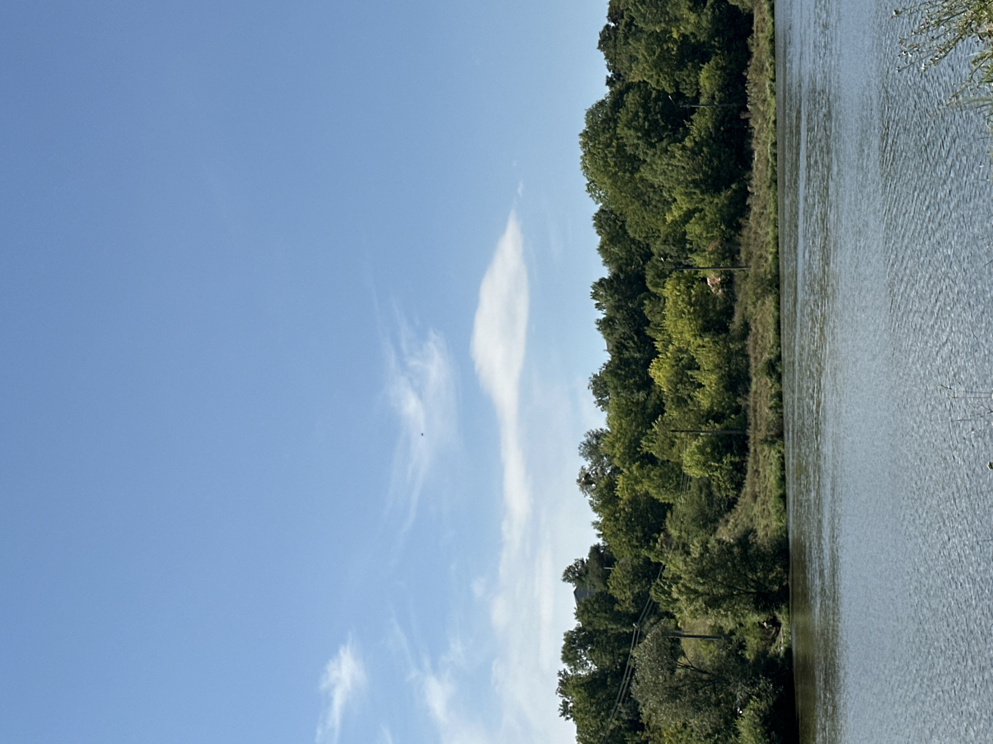 A wide shot captures a tranquil river flowing in the foreground, reflecting the clear blue sky dotted with wispy clouds. The riverbank is lined with a dense, verdant forest that stretches across the middle ground, its lush foliage illuminated by the bright sunlight. A subtle hill rises behind the trees, with a few indistinct structures visible amongst the greenery, suggesting the presence of a settlement. Power lines are visible crossing the landscape. A lone individual is seated near the water's edge on the left side of the image, appearing to be engaged in fishing. The overall impression is one of peaceful, natural beauty on the outskirts of Makiv, Ukraine.